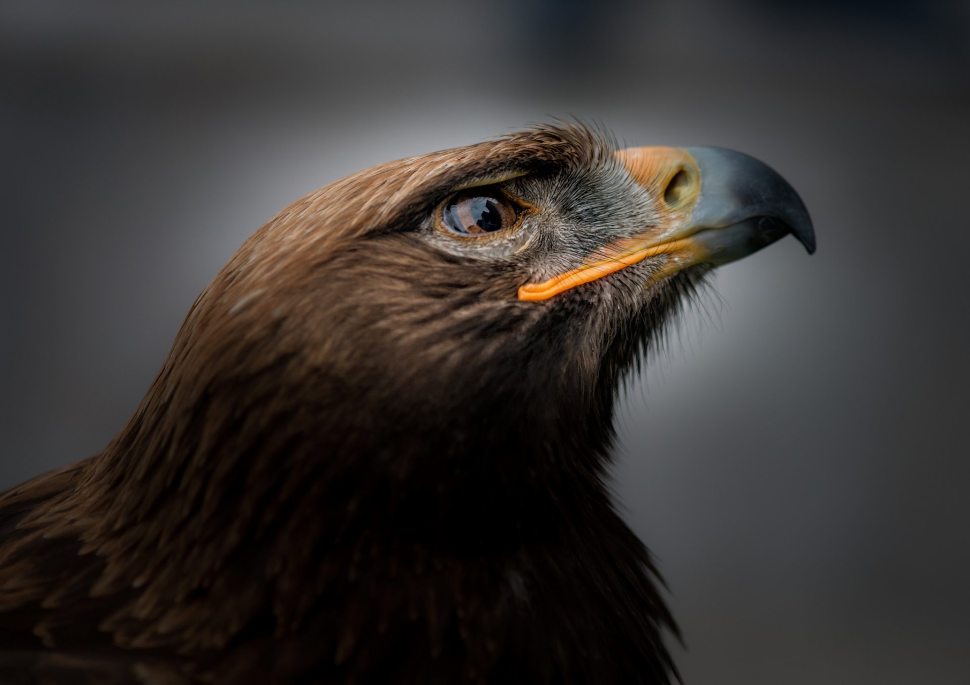 pájaro águila real retrato