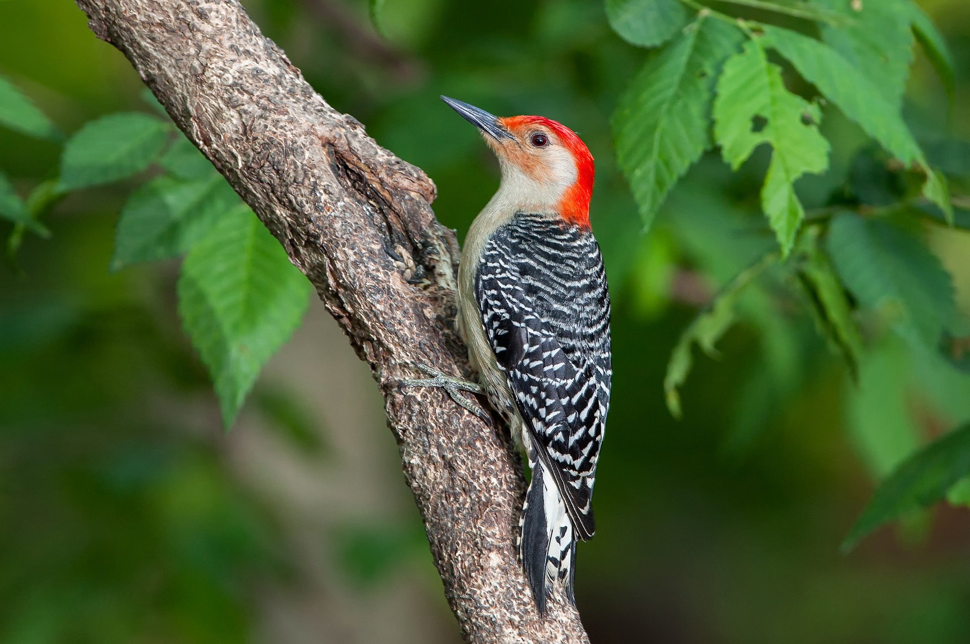 undulating woodpecker poultry feathers tail beak leaves tree trunk branch