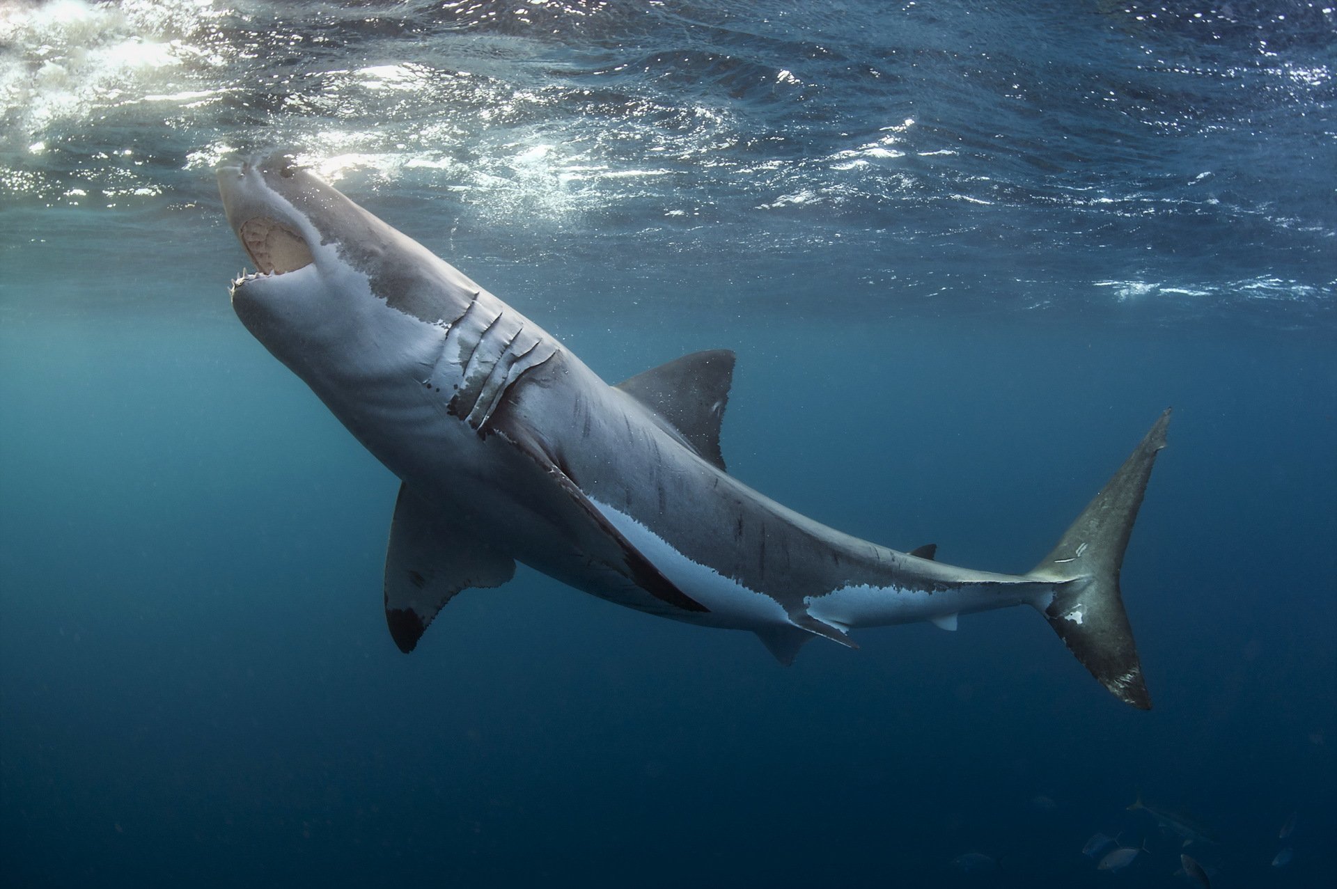 gran tiburón blanco naturaleza mar