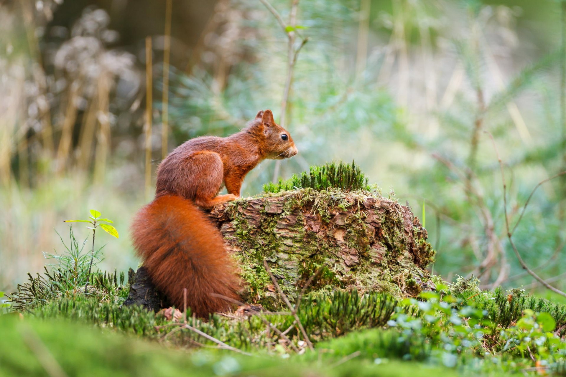 amy squirrel stump forest nature grass mo