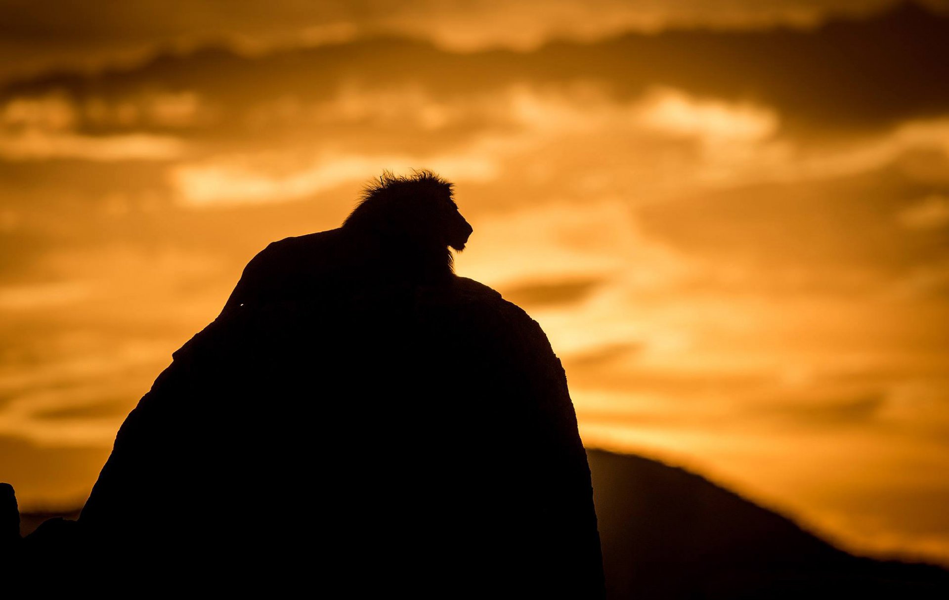 leone bestia gatto predatore re delle bestie silhouette ombra natura