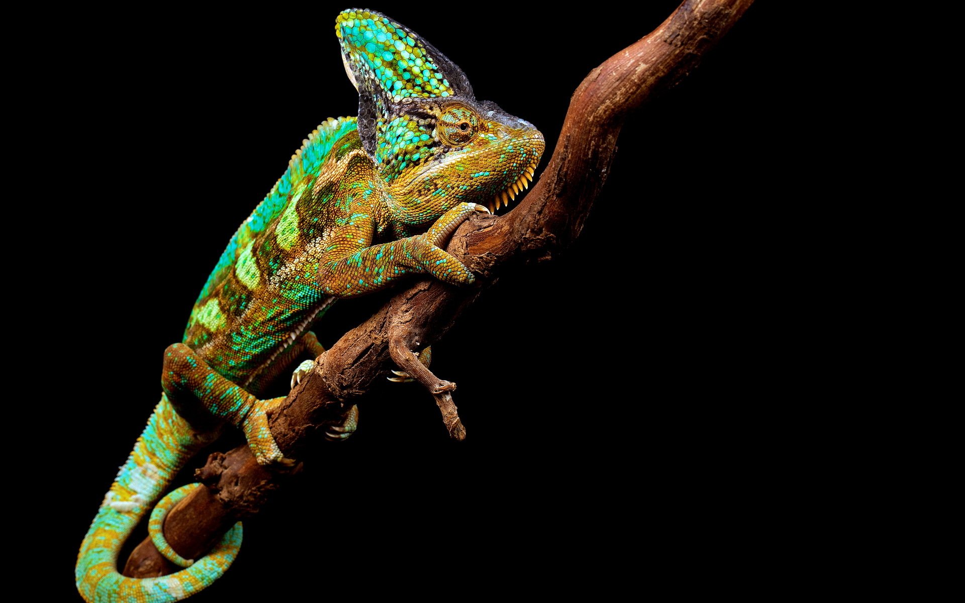 caméléon nature fond