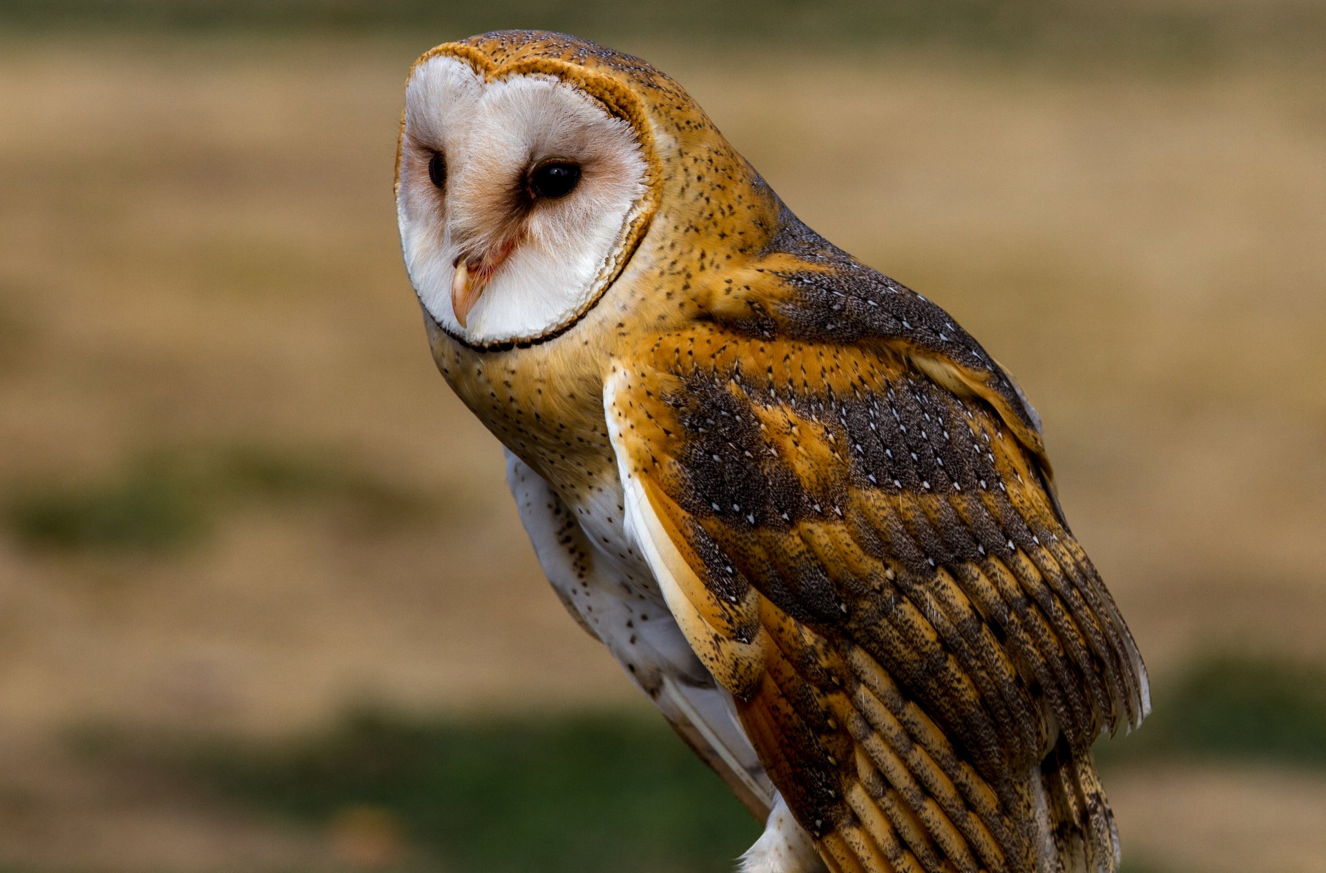 vogel eule blick