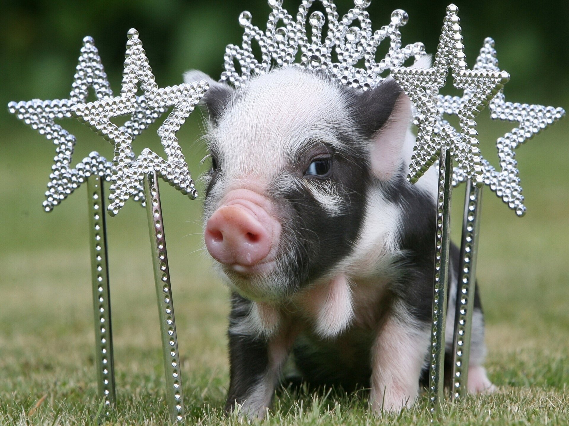 cerdito corona princesa