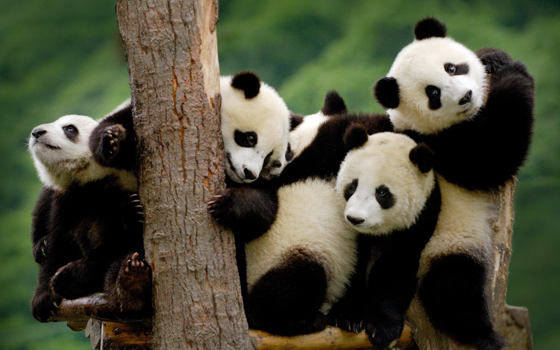 panda petits noir et blanc bois