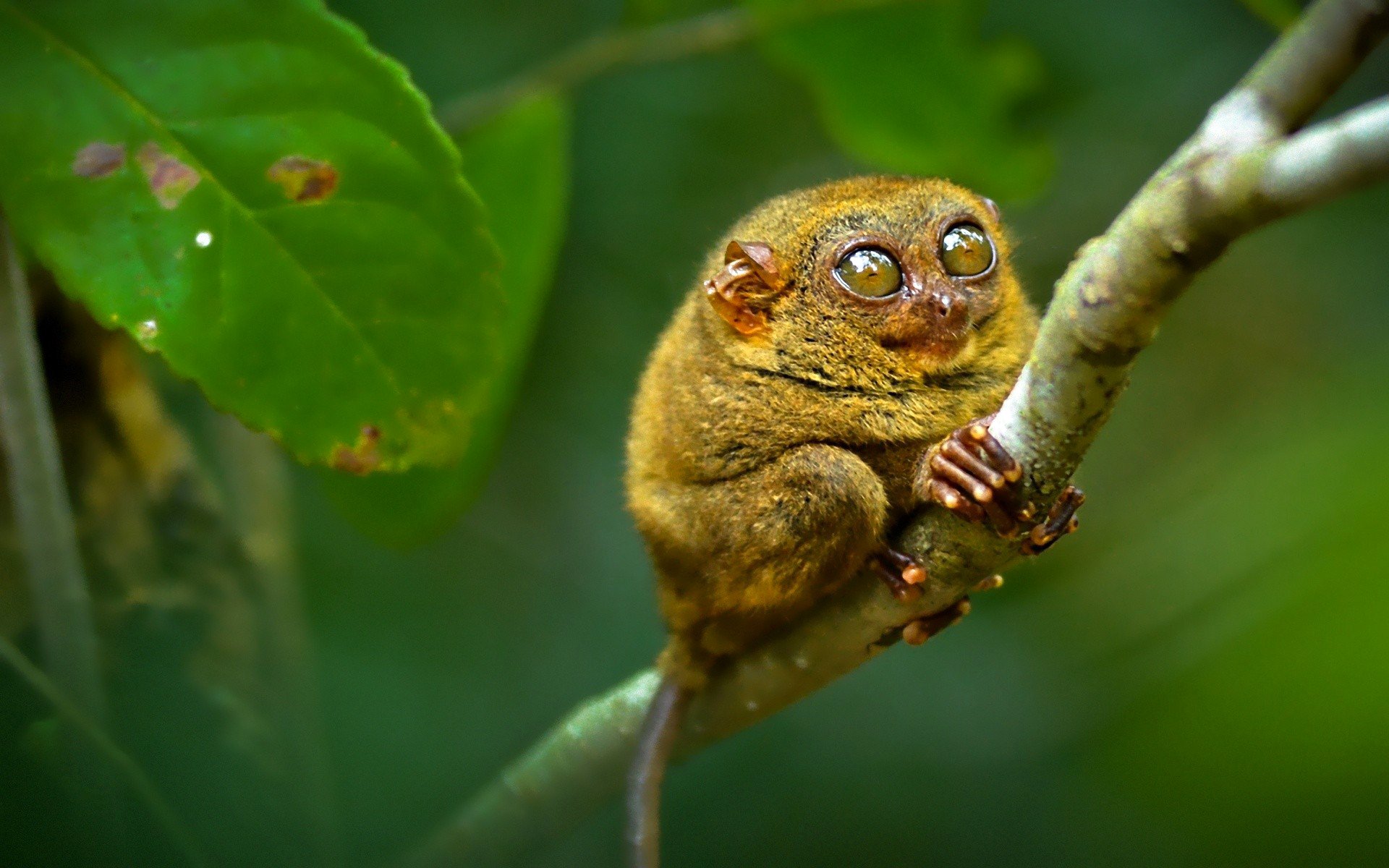 tarsier tarsier primate ramo occhi