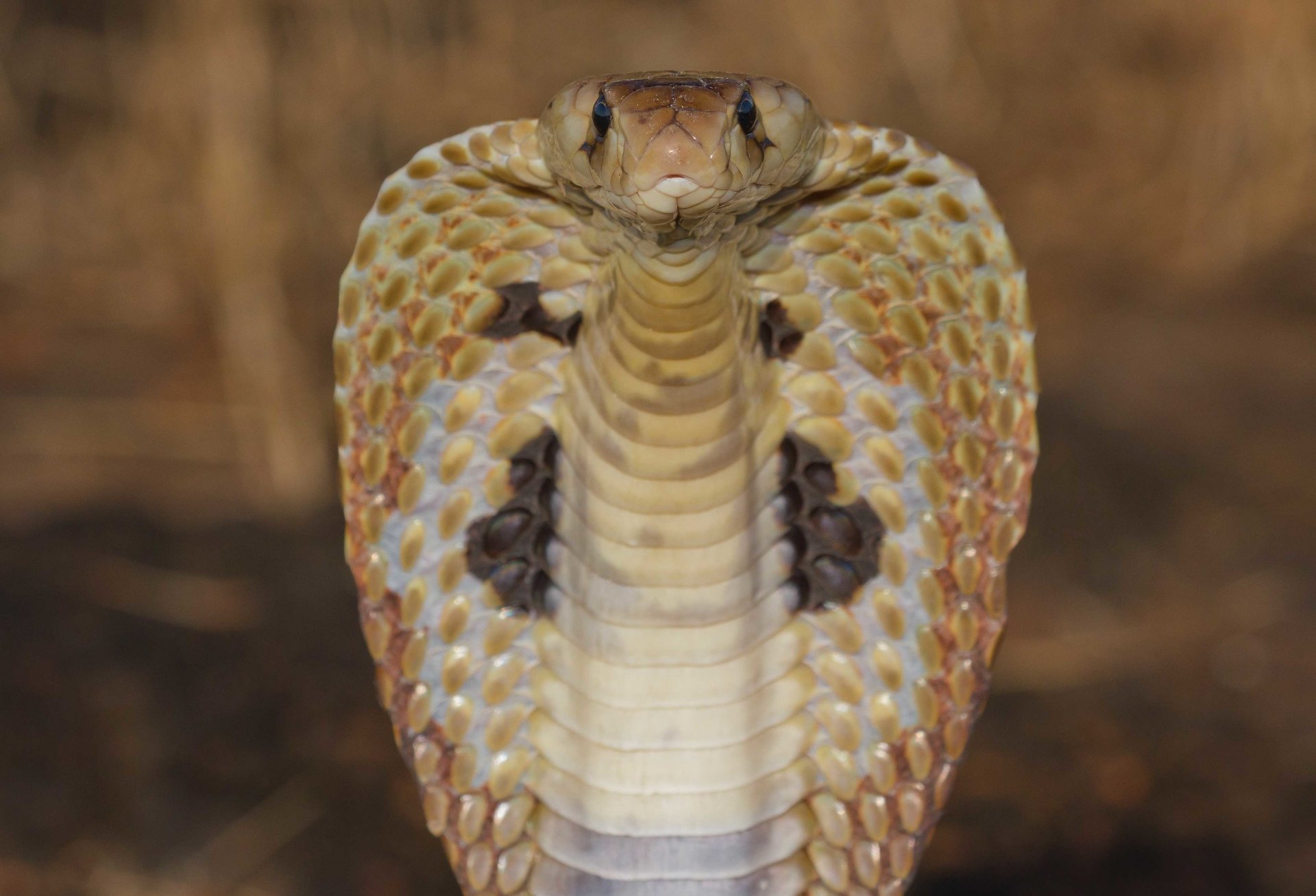 serpiente cobra víbora cobra real reptiles primer plano