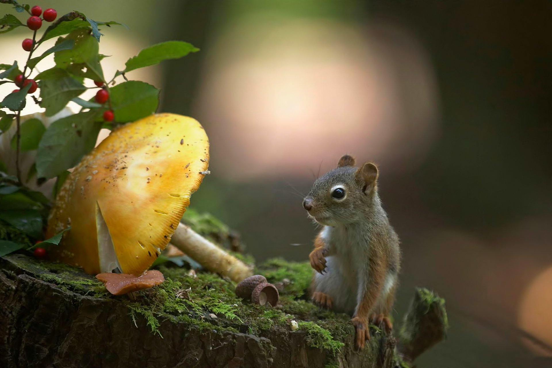 protein pilz stumpf moos natur