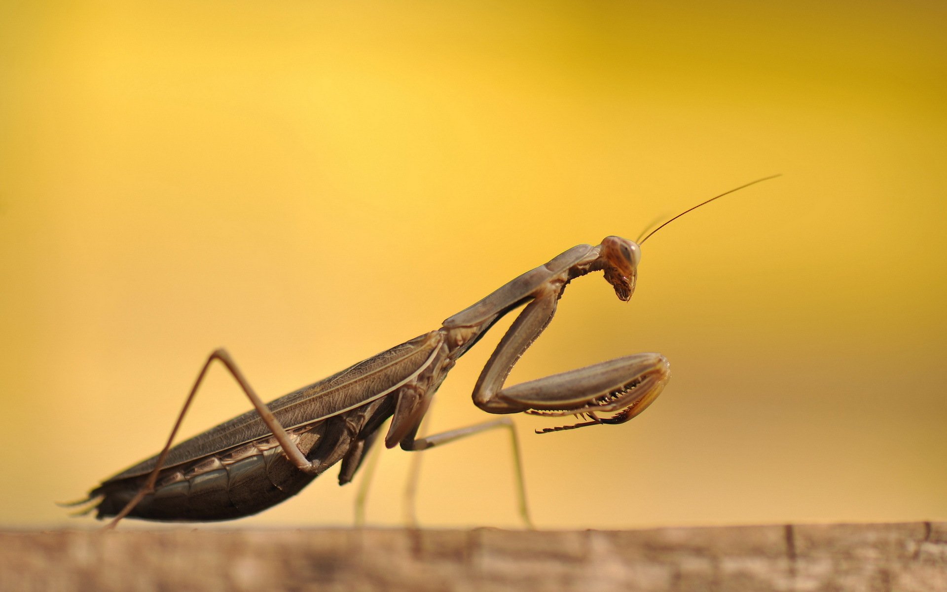 mantis beetle close up