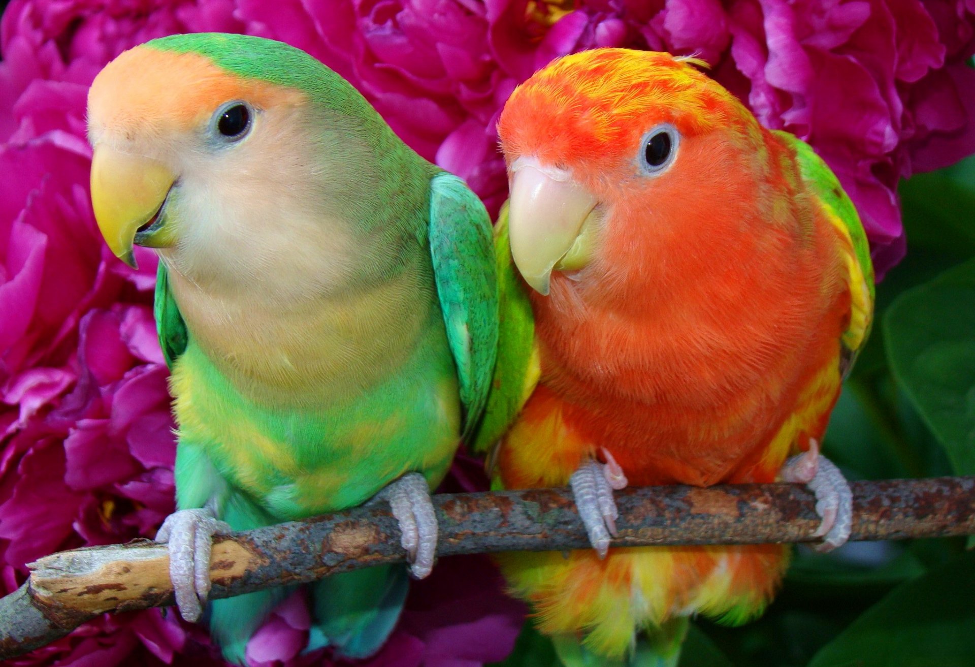 papagei vogel paar zweig schnabel federn