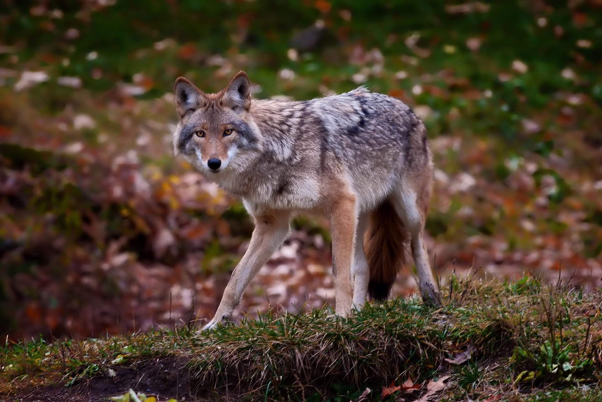 herbe feuilles prédateur coyote