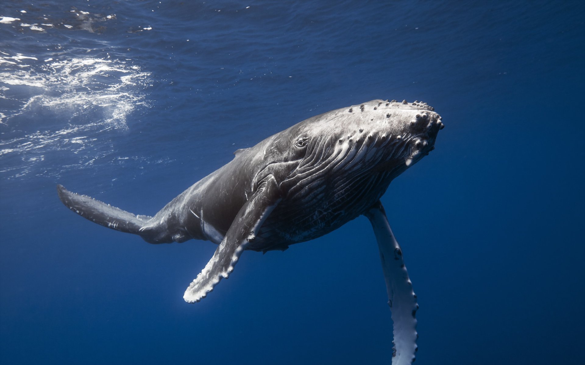 whale sea nature