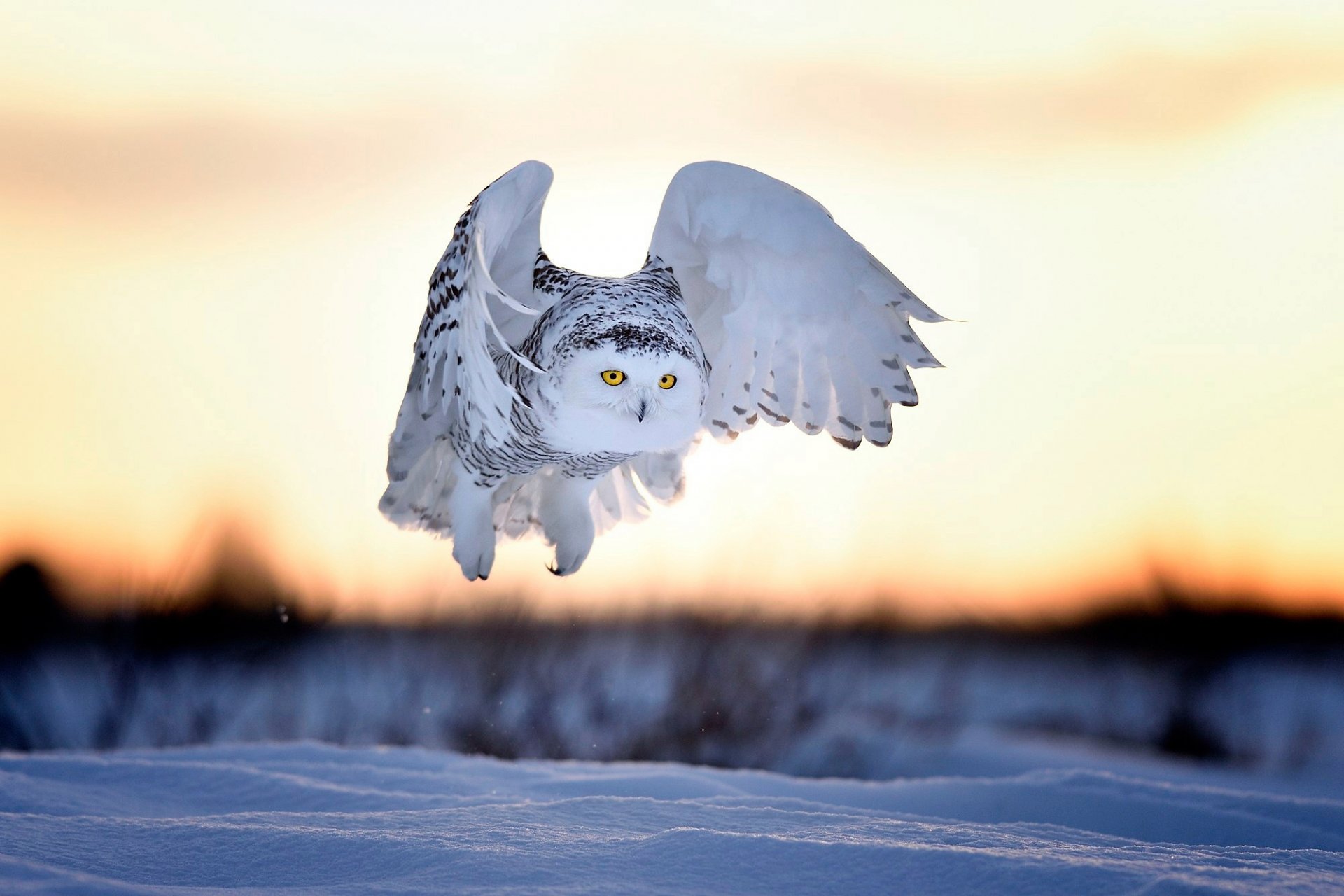 oiseau hibou blanc hibou polaire bubo scandiacus nyctea scandiaca soir neige hiver coucher de soleil