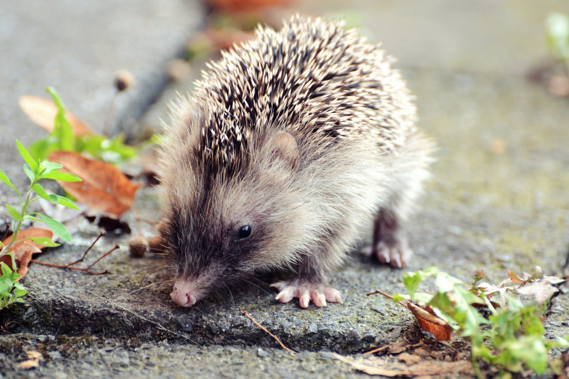 animals leaves autumn