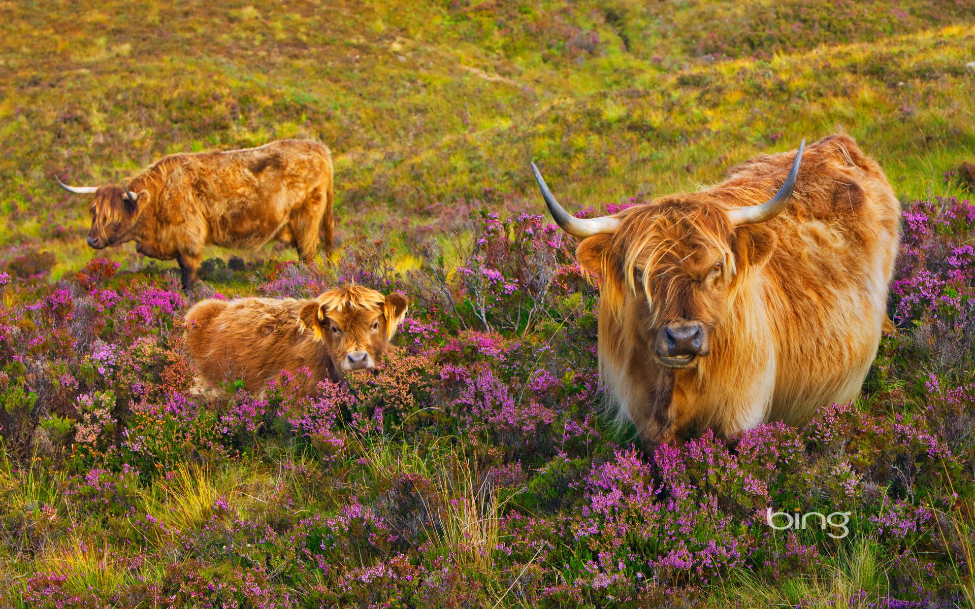 cow calf heather isle of skye scotland