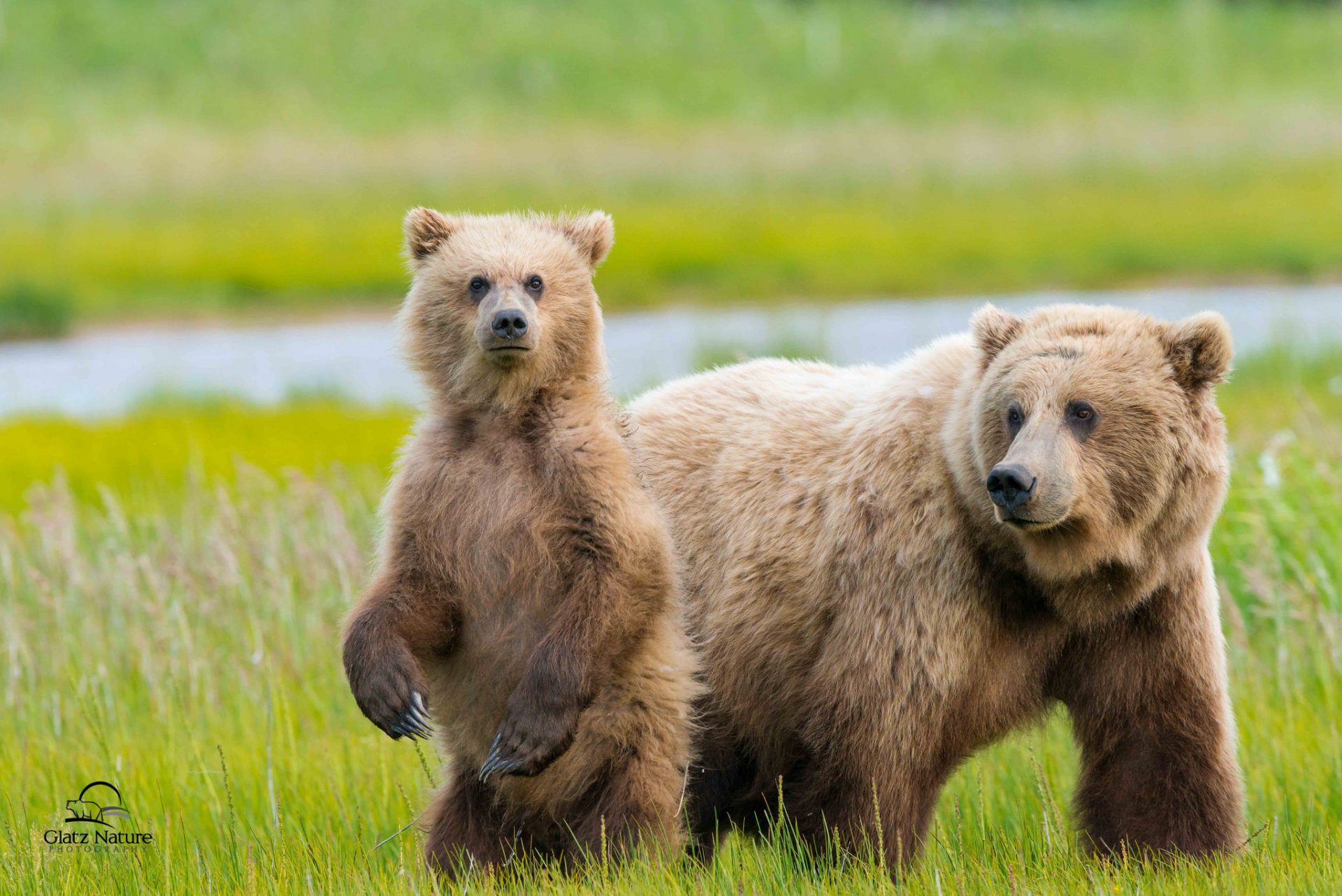 alaska bears two dipper bear meadow