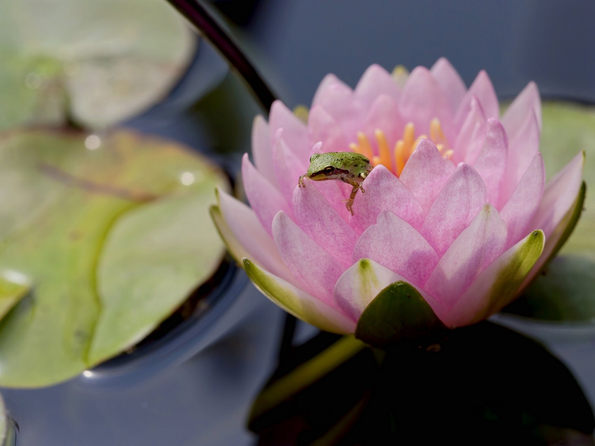 frosch seerose nymphe makro blume