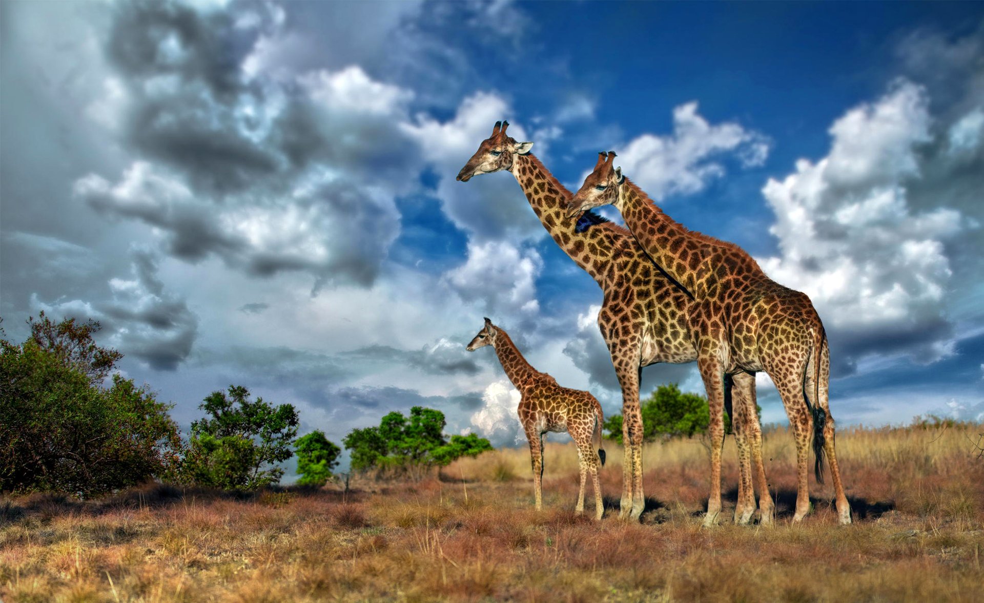 cielo nuvole africa giraffa savana