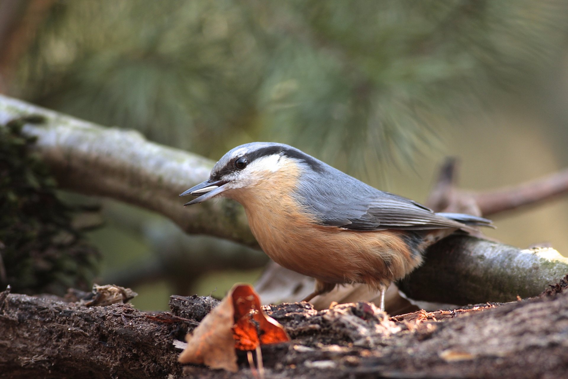 branche arbre feuille oiseau rampant graine nourriture