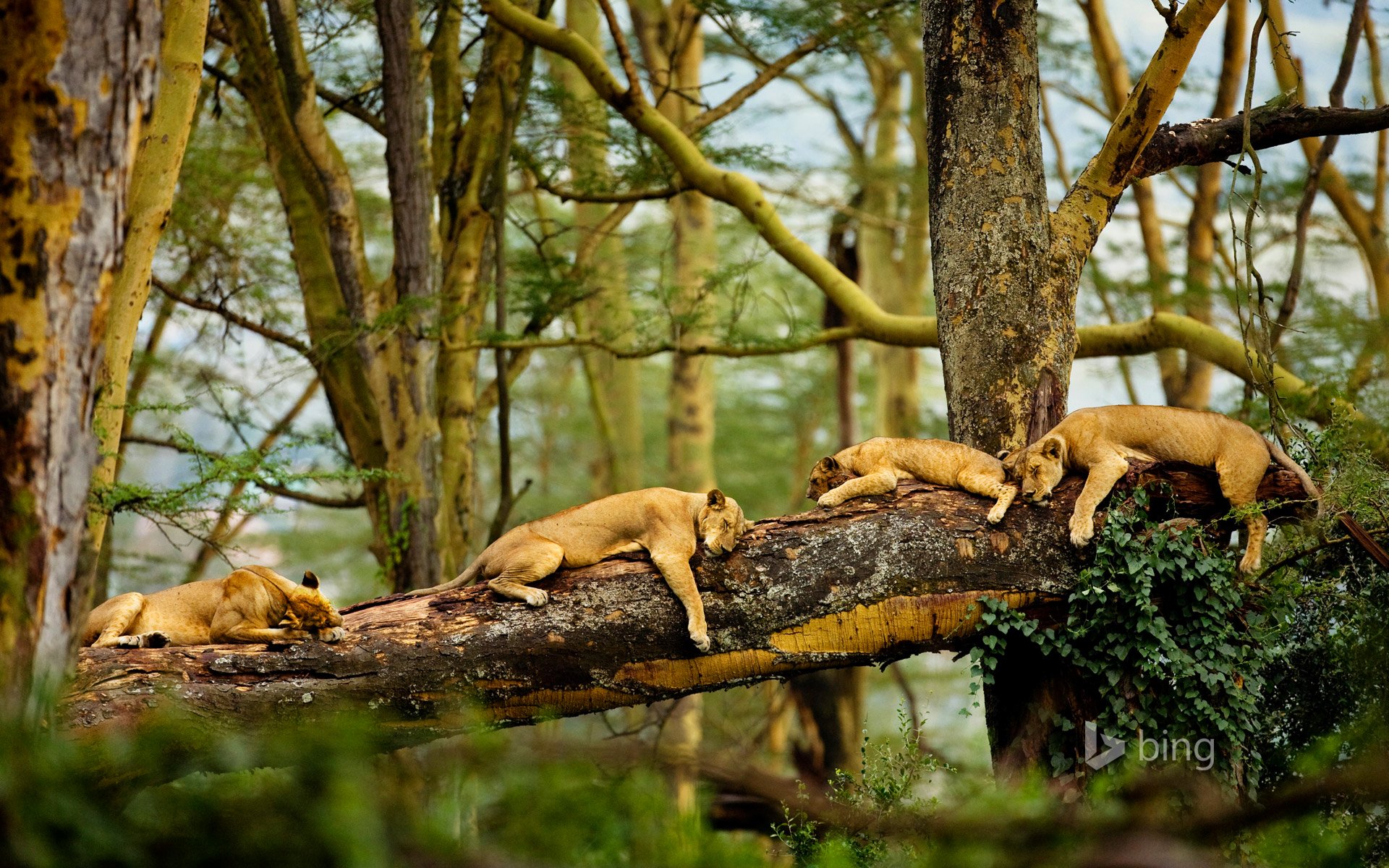 lions sommeil arbres afrique savane