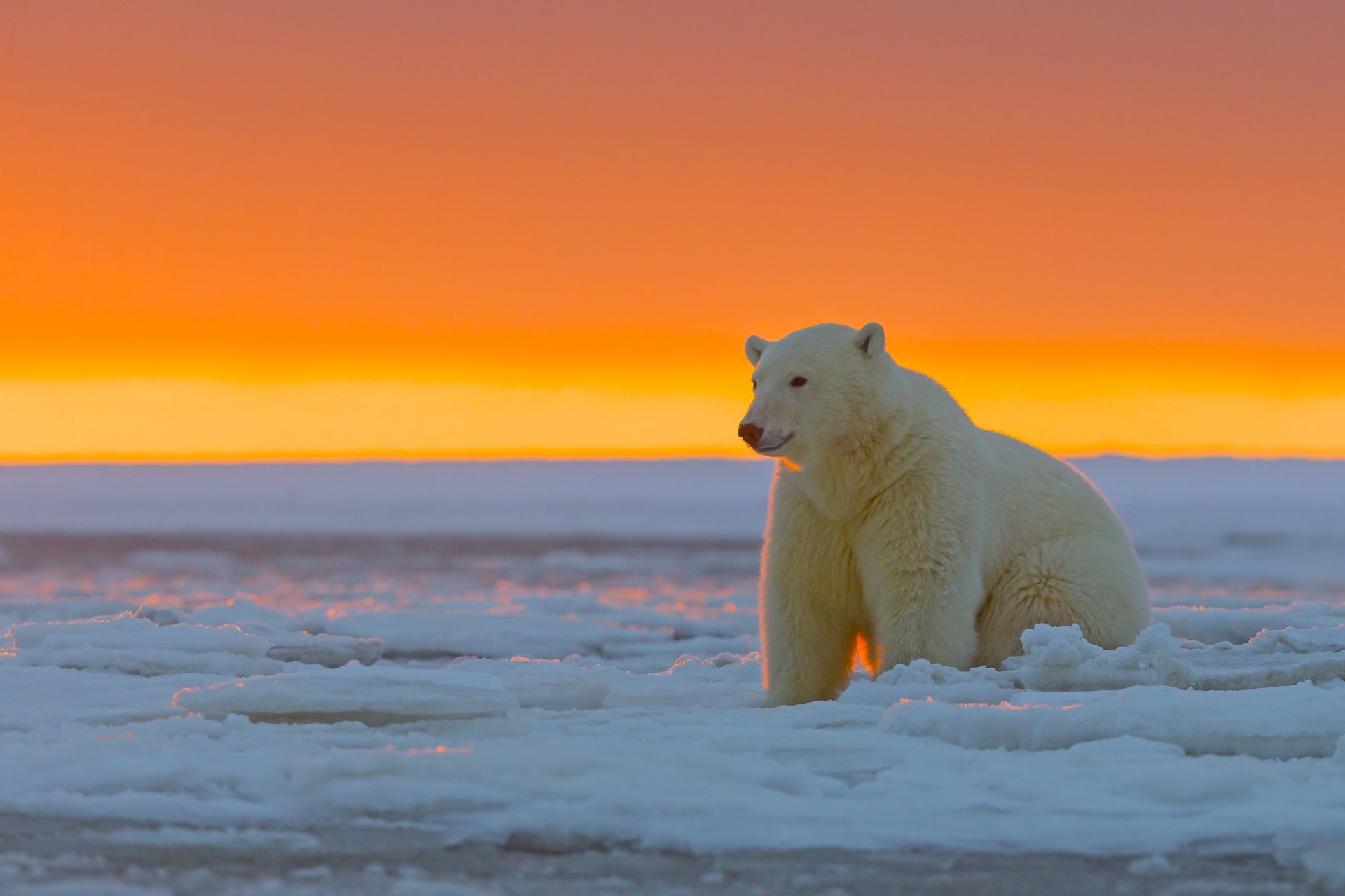 ours polaire coucher de soleil désert de glace réserve nationale arctique alaska