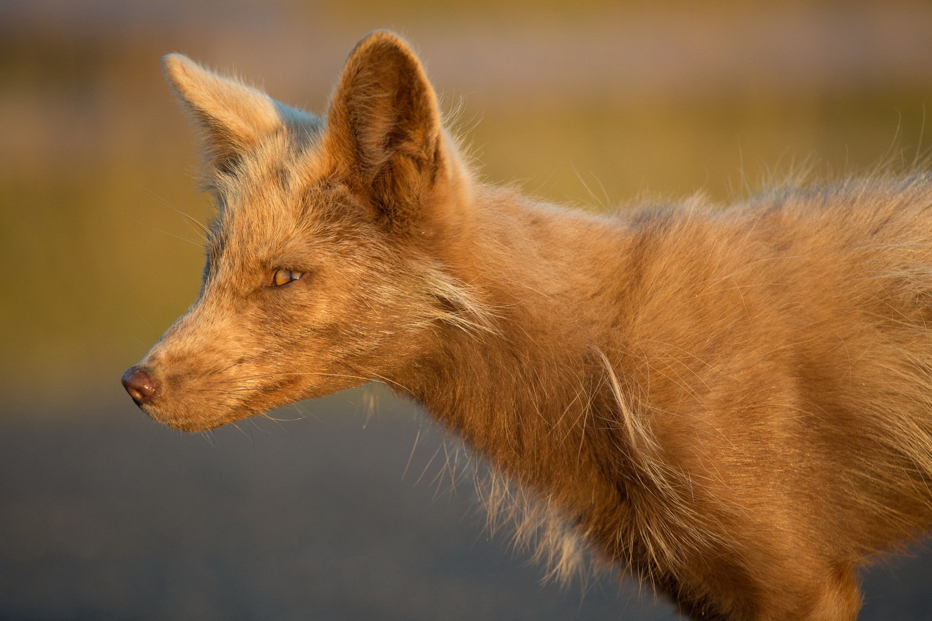 fox nature background