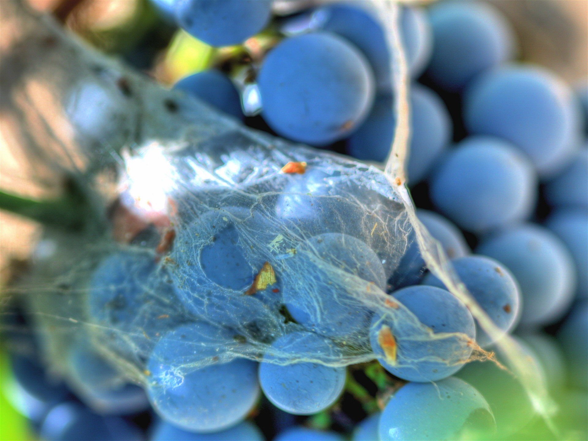 grapes web