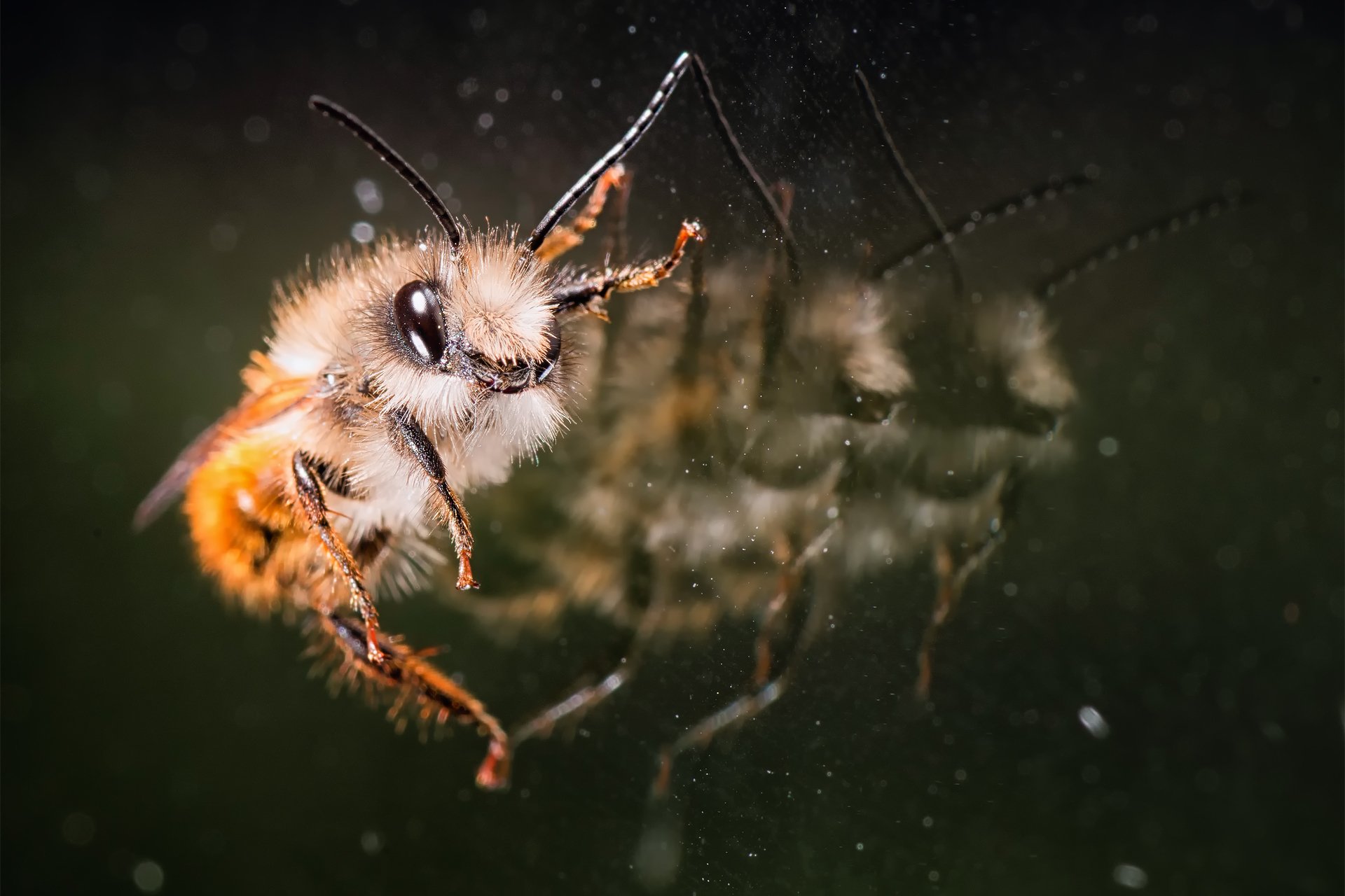 abeille verre réflexion