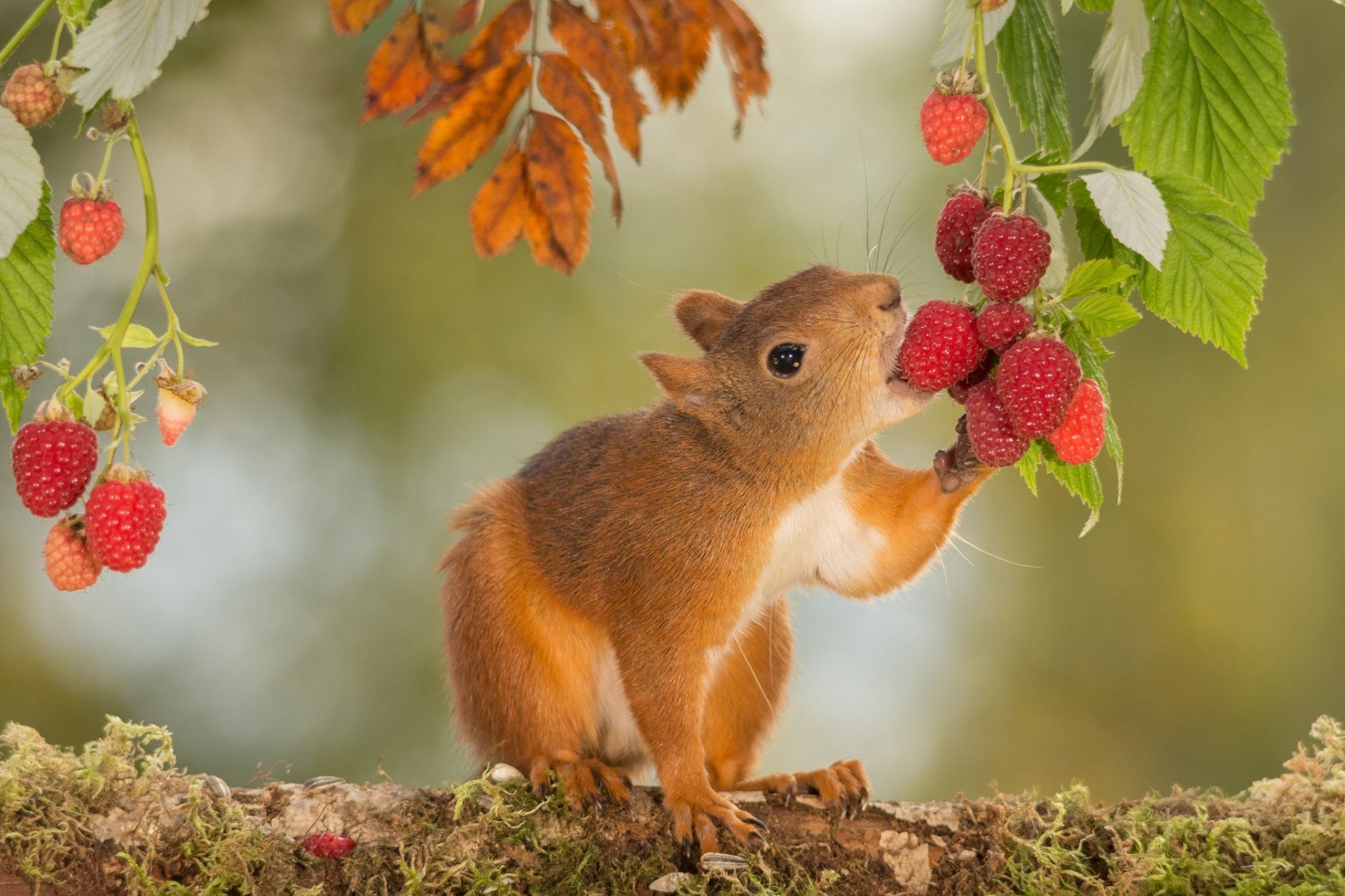 animals rodent protein nature branches leaves berries raspberry