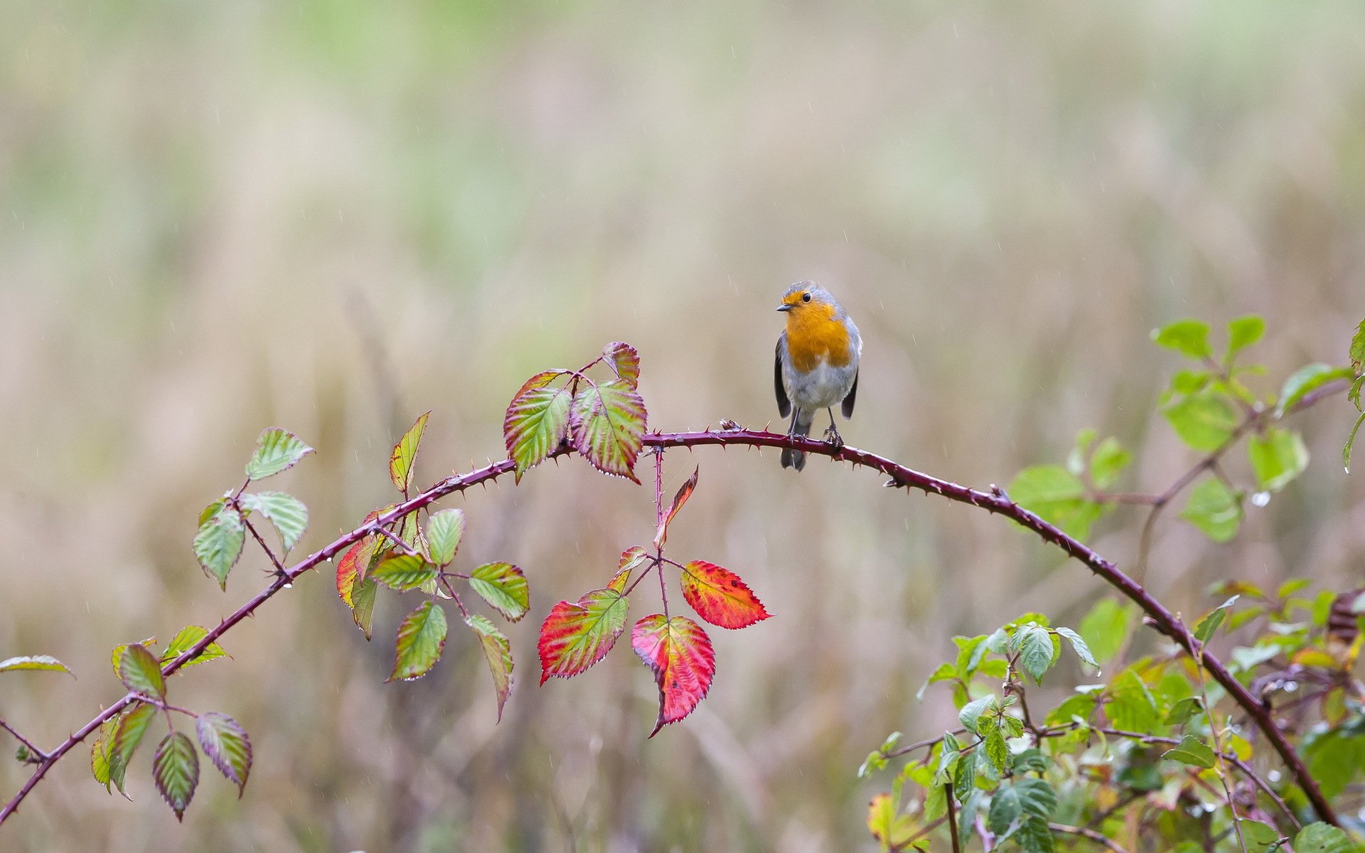 branch leaves . thorns . bird drops rain