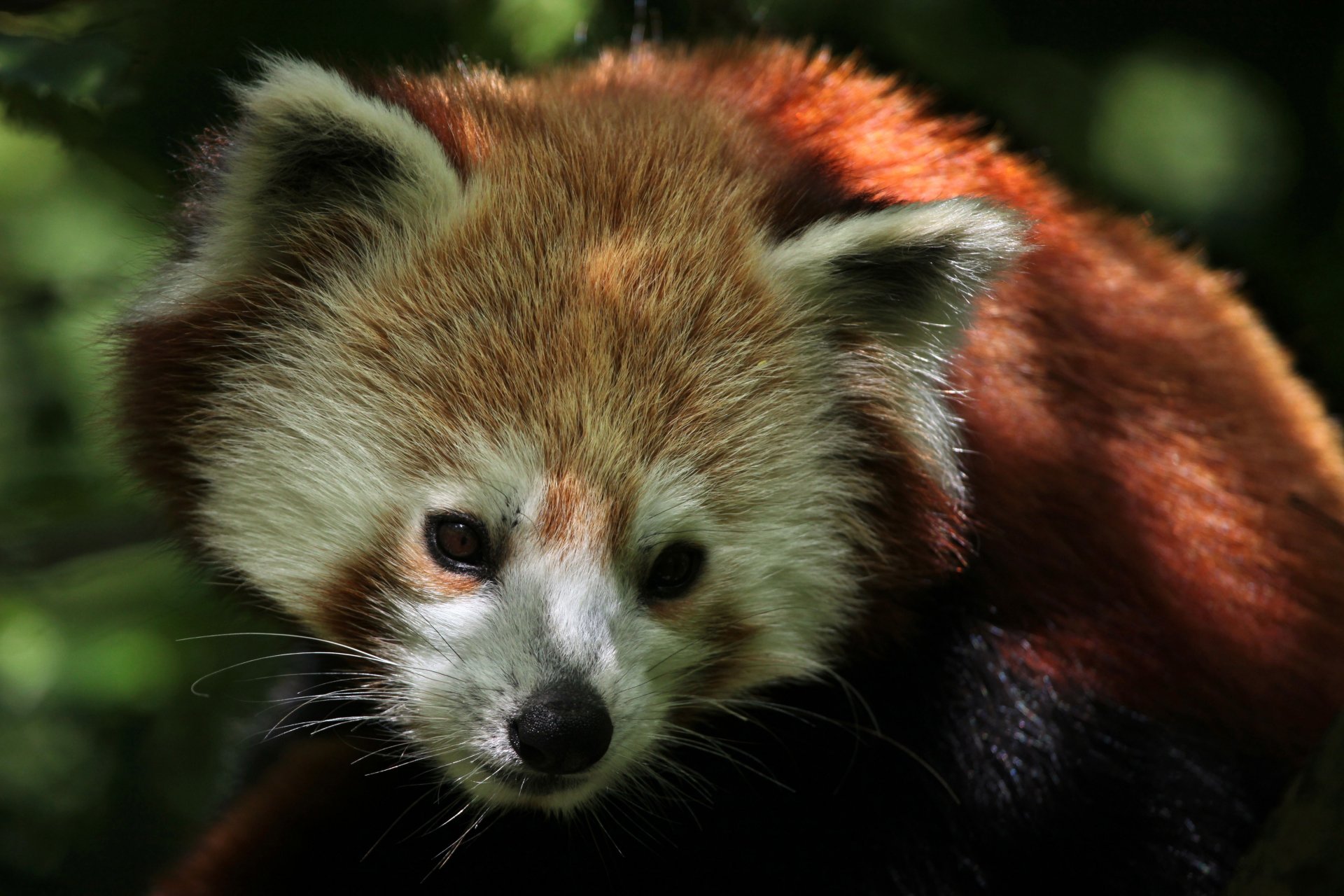 panda rosso panda rosso simpatico dimensioni più grande gatto cibo foglie germogli bambù natura animali viaggi il mio pianeta sfocatura bokeh carta da parati