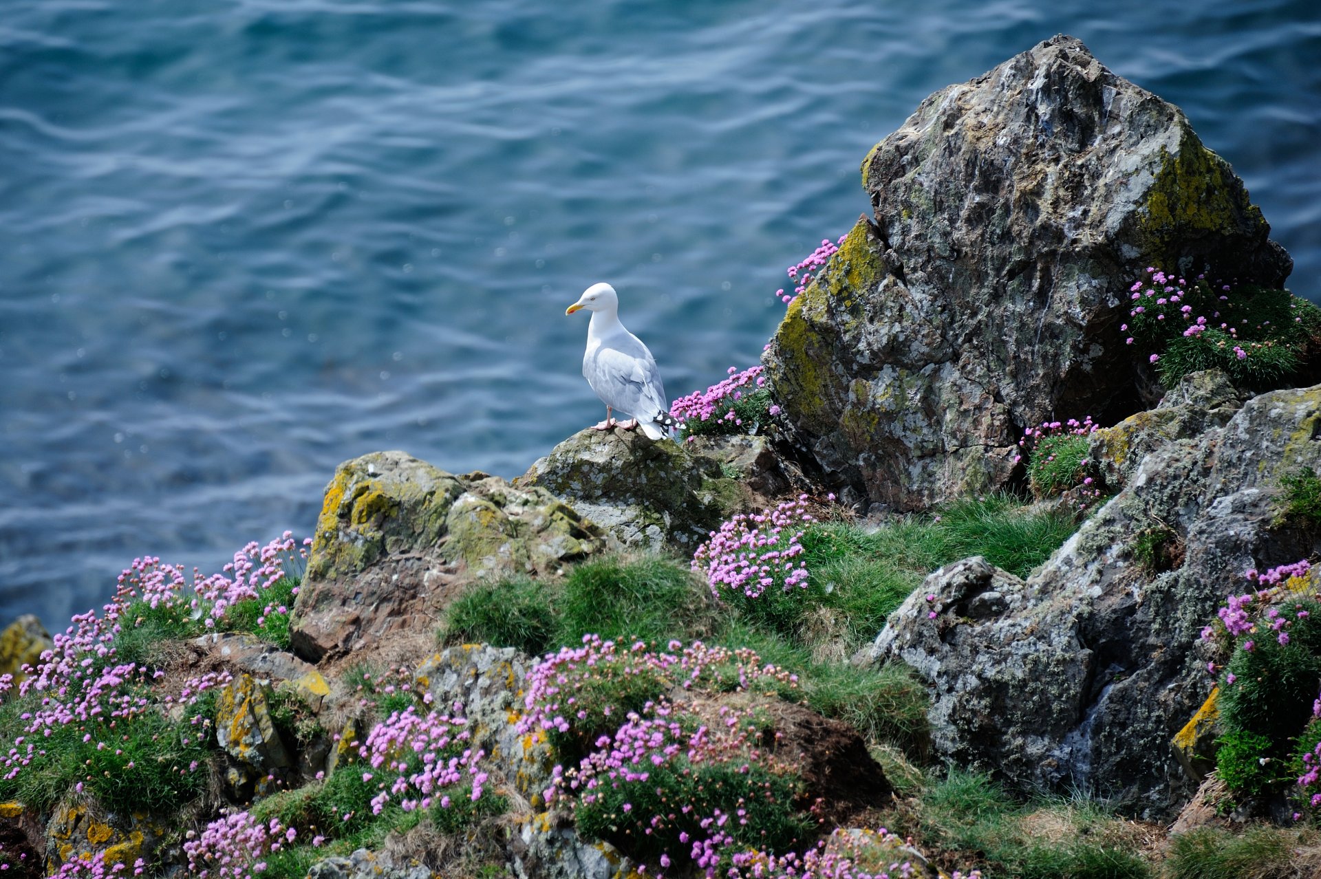 uccello gabbiano rocce fiori erba mare