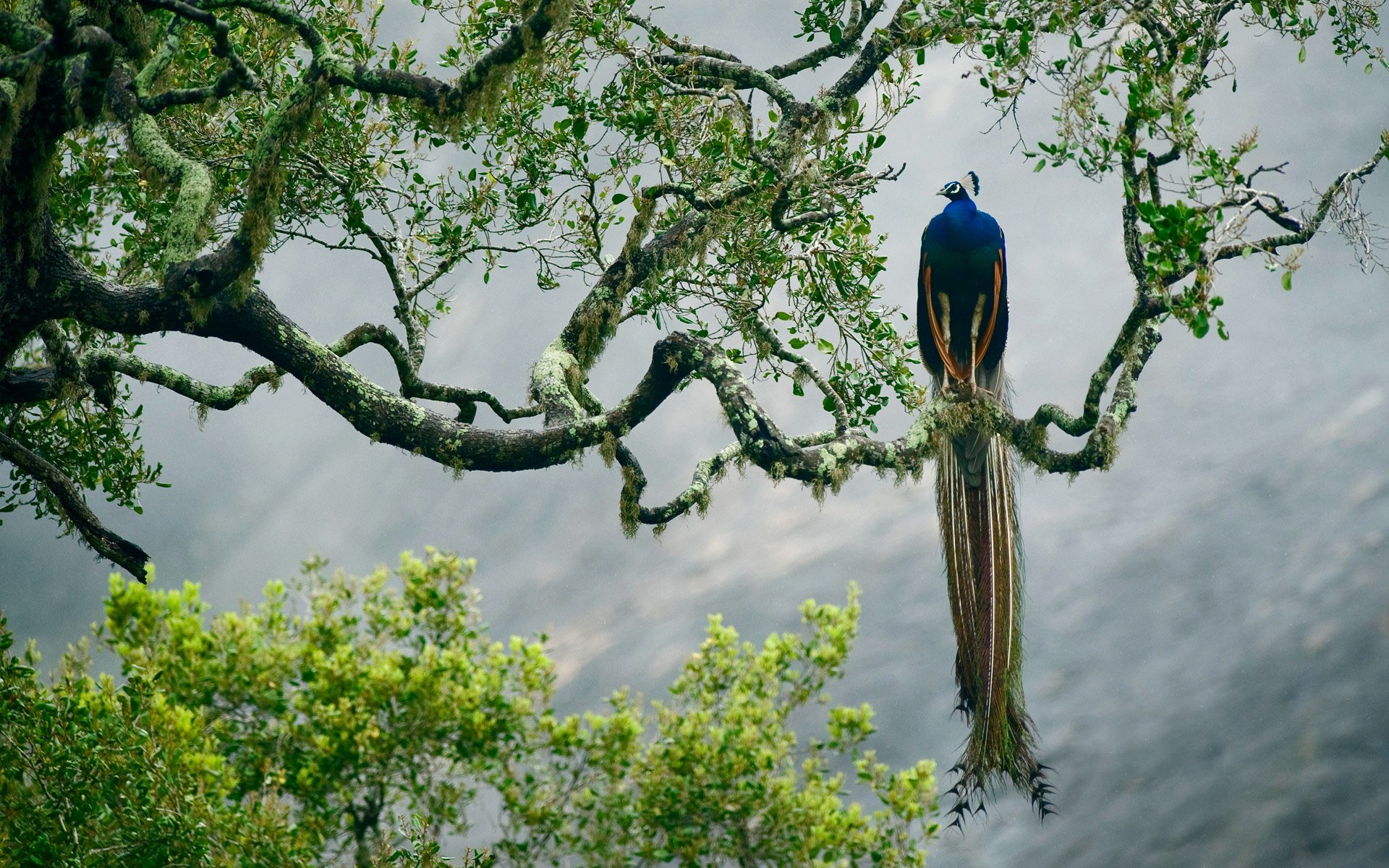 uccello piume vernice albero ramo pavone indiano parco nazionale di yala sri lanka