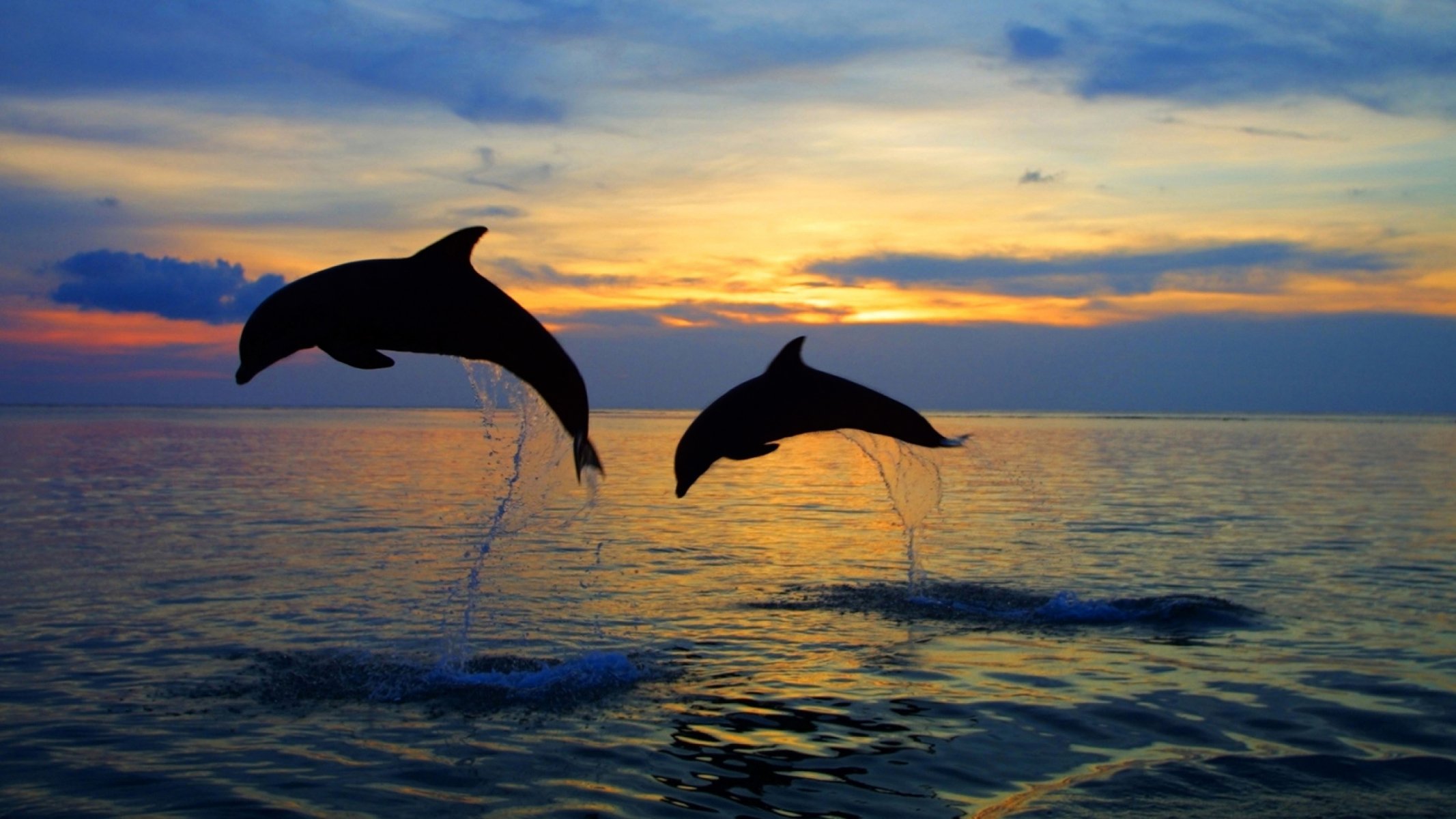 silhouette delfini mare salto spruzzi acqua coppia orizzonte cielo natura sera tramonto bellissimo sfondo viaggi il mio pianeta bokeh carta da parati