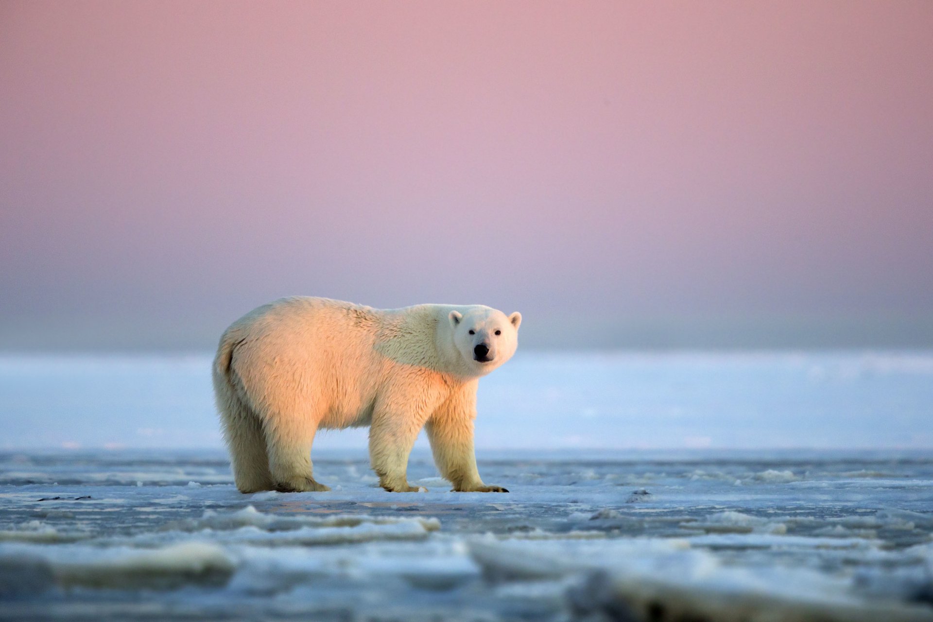 orso polare tramonto deserto ghiacciato riserva nazionale artica alaska