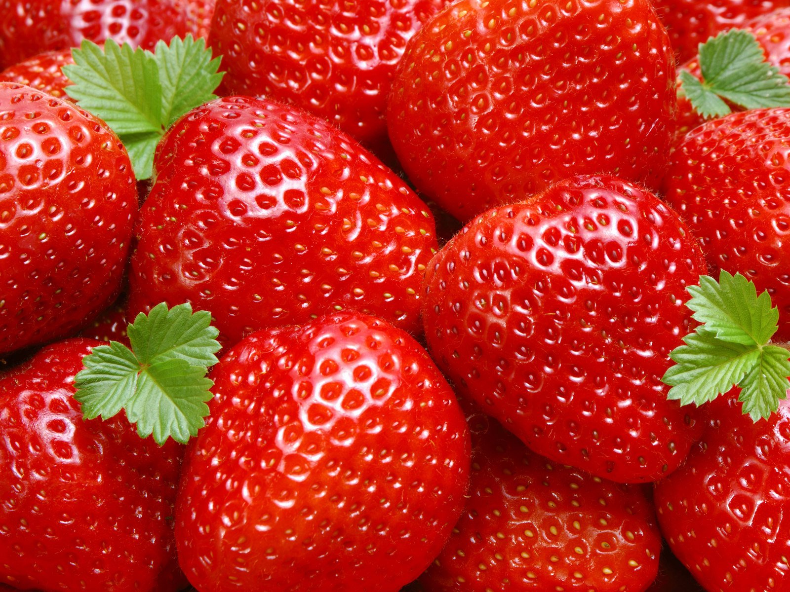 fraises baies nourriture