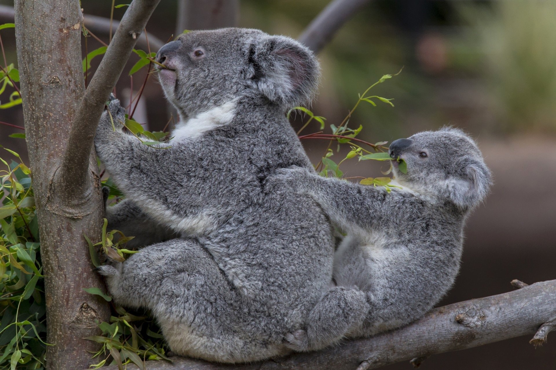 koala torbacz australia roślinożerca las drzewo