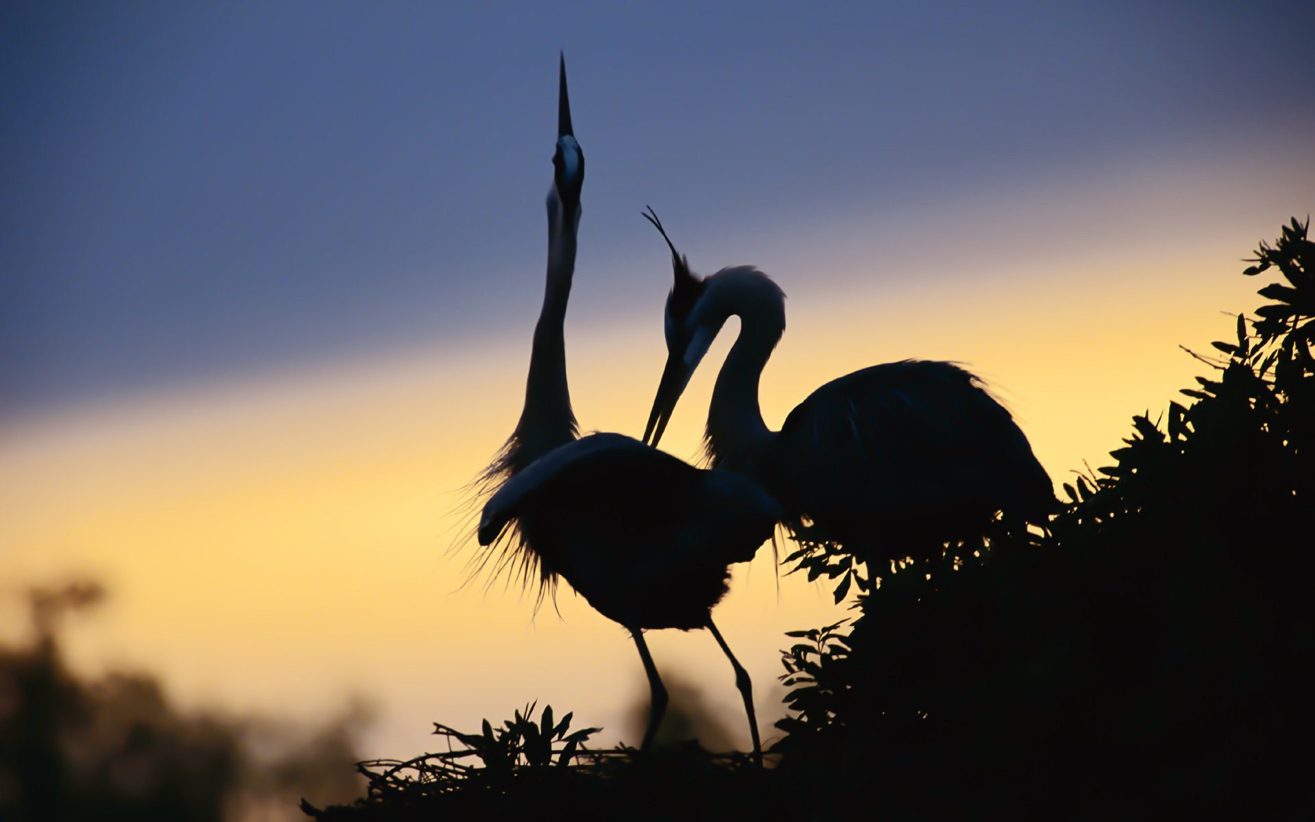 vögel reiher schnabel hals beine merkmale silhouetten paar nest himmel