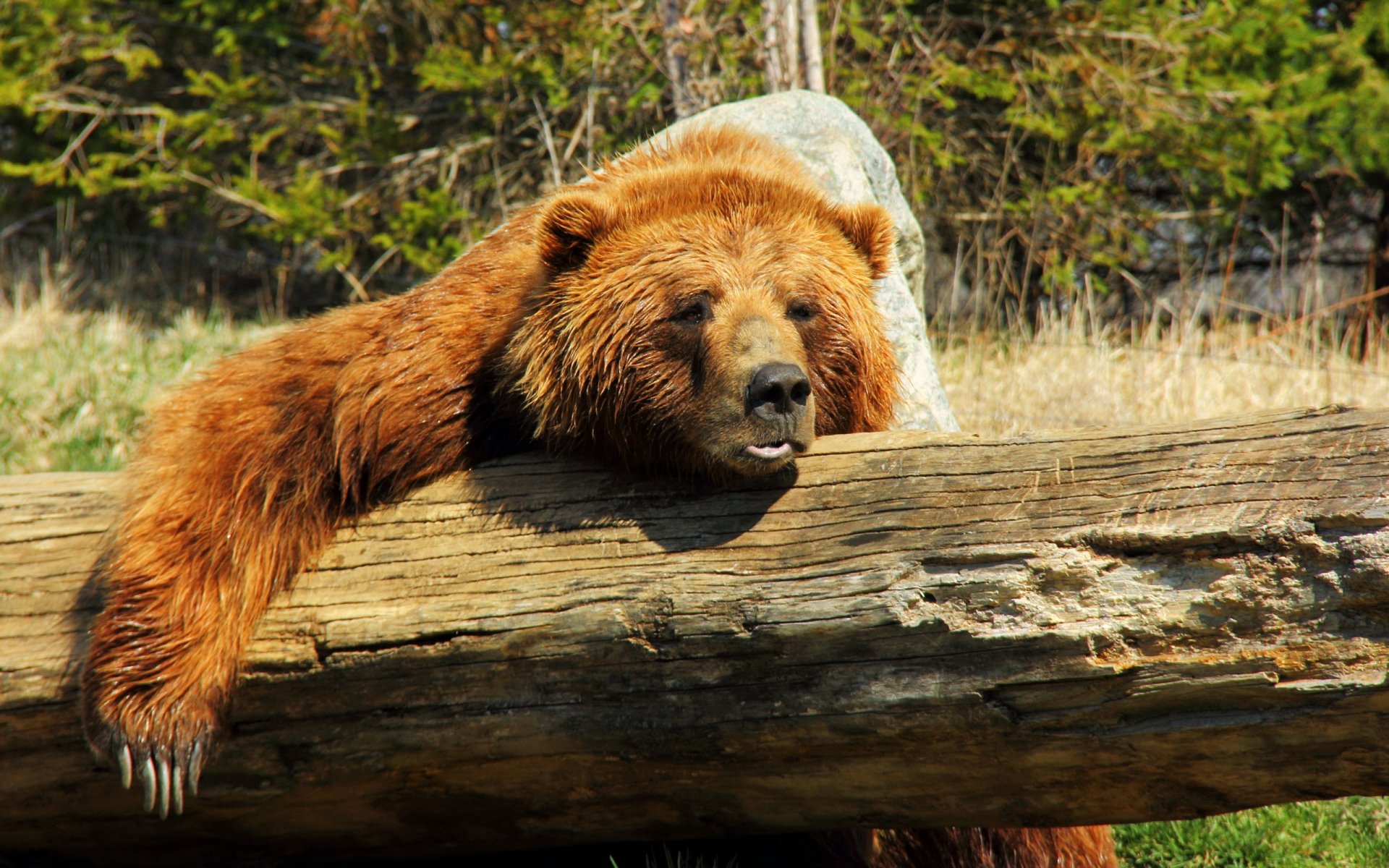 orso foresta natura