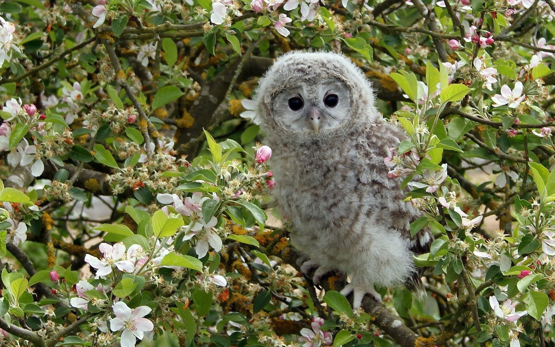 búho búho pájaro polluelo árbol manzano ramas floración flores