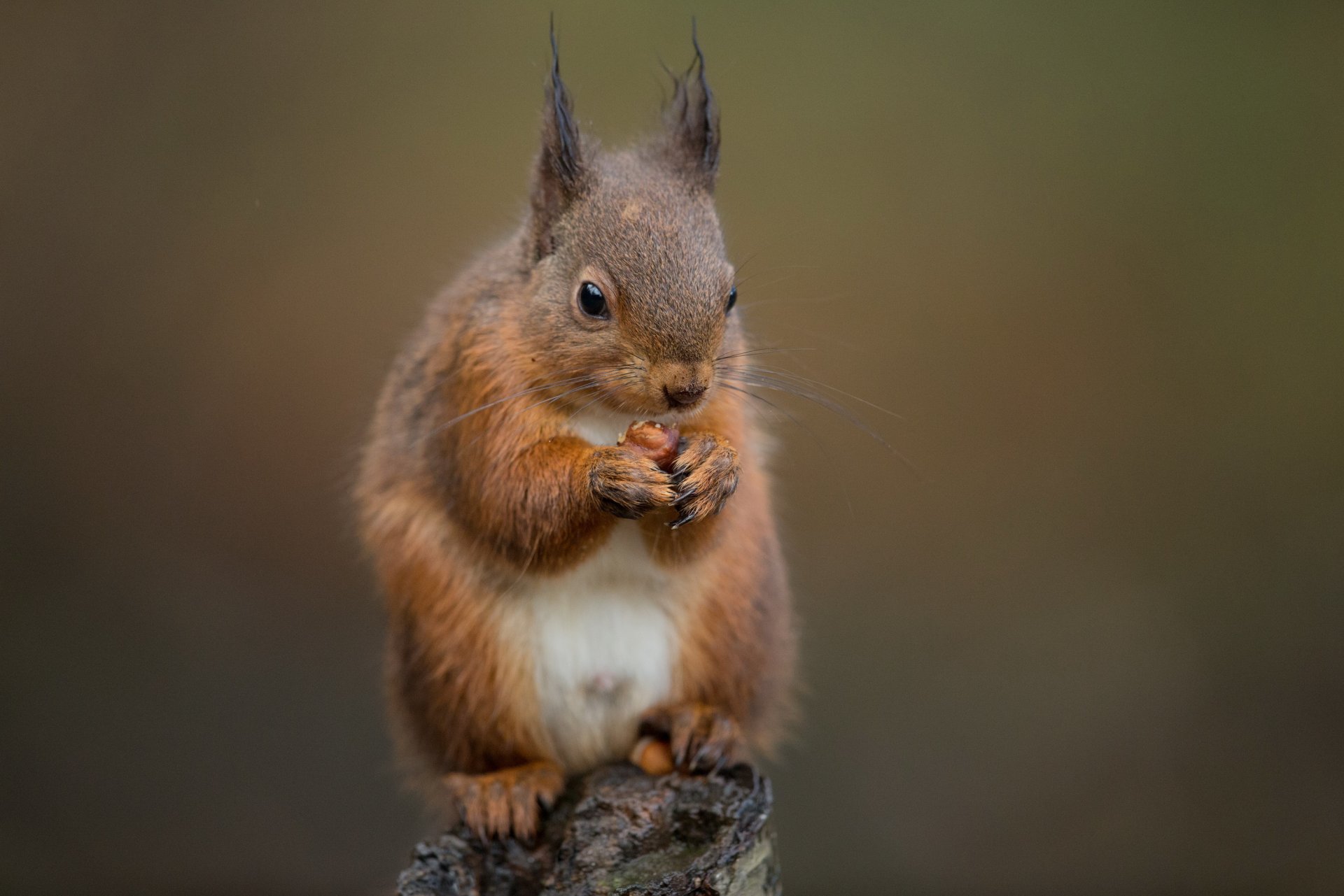 tump protein walnut food