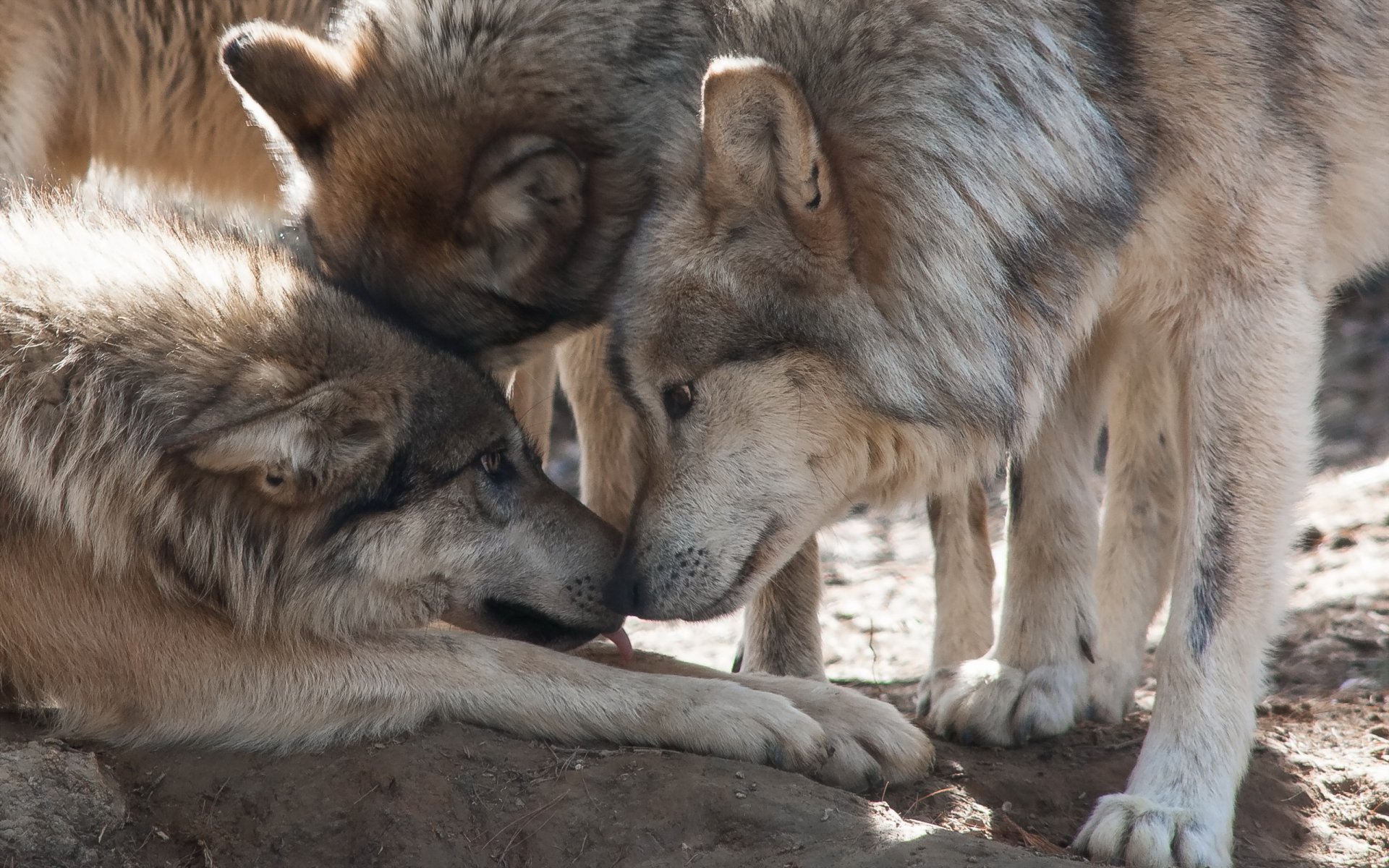 loups nature fond