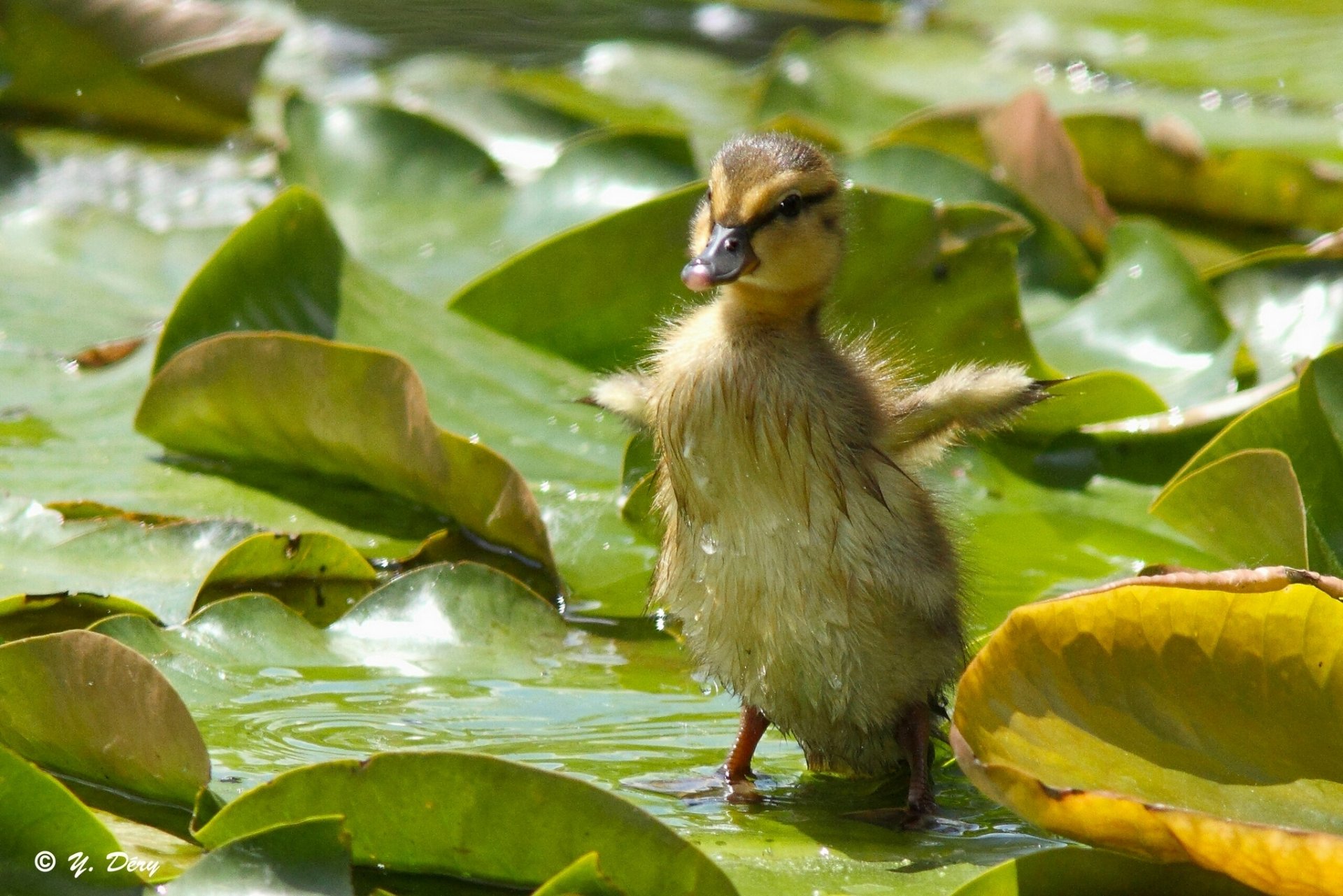 canard poussin enfant en bas âge ailes feuilles