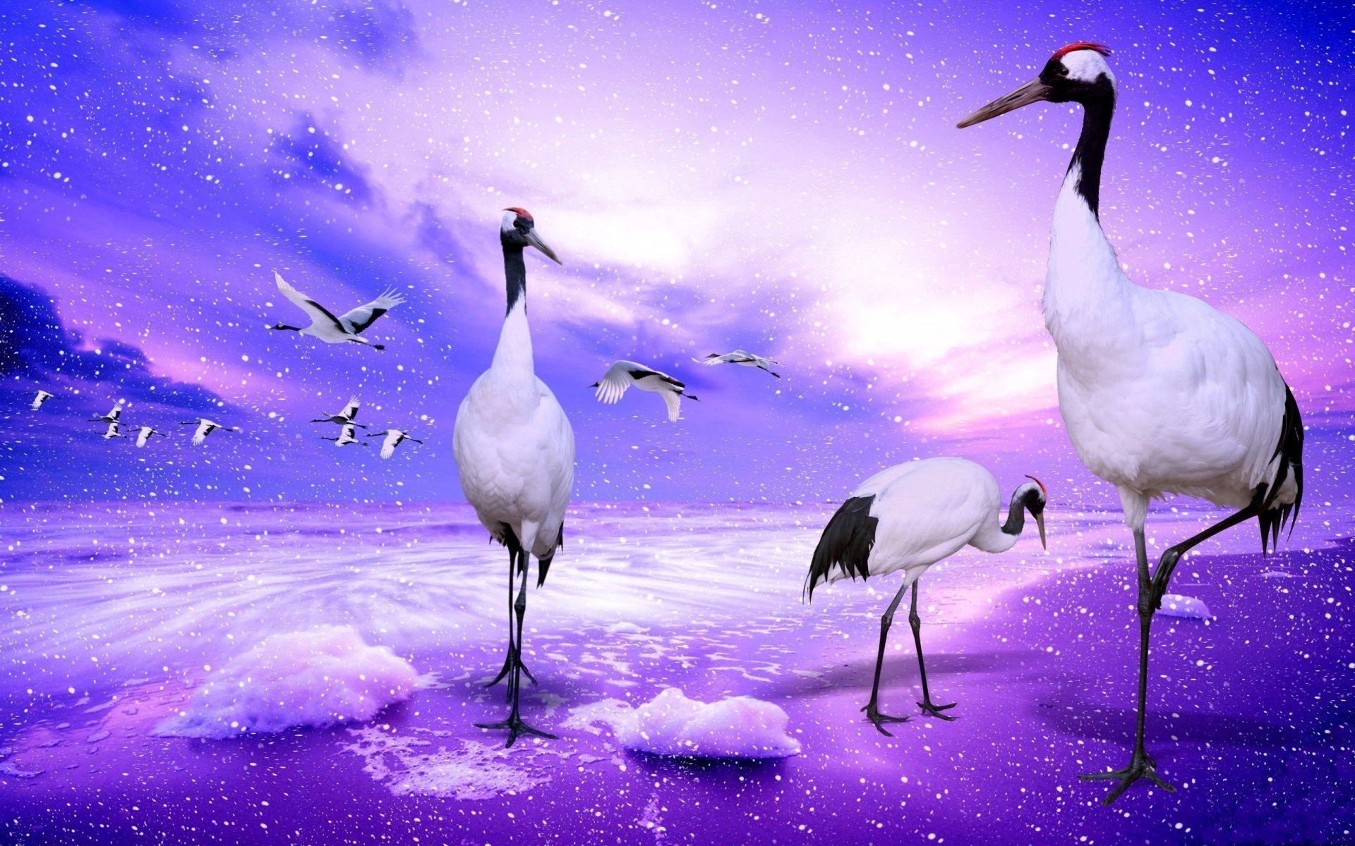 cranes birds collage spray water wings flight sky cloud