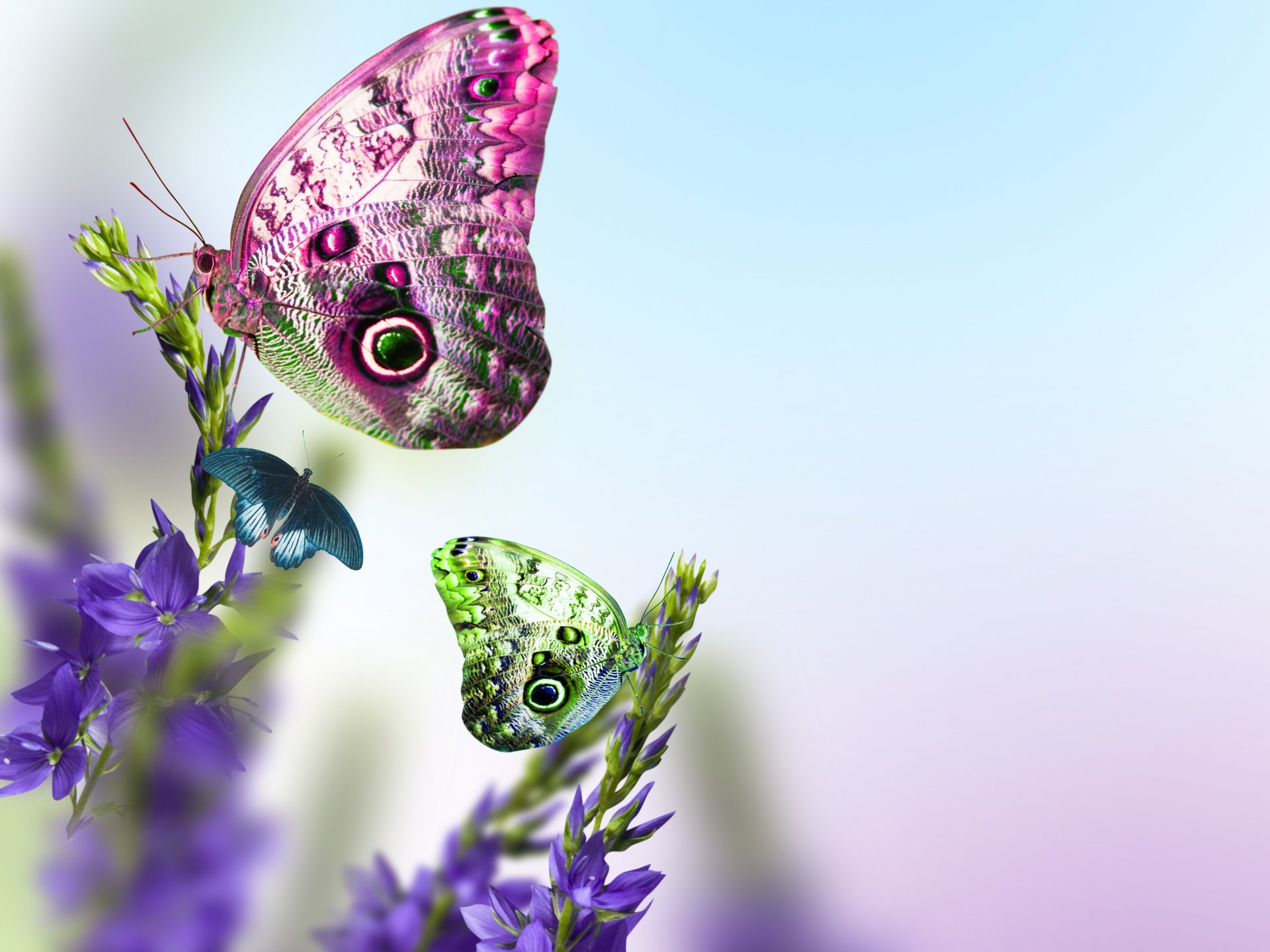 mariposa concurso de espíritus flores azul hojas primavera frescura belleza estado de ánimo delicado azul tallos primavera