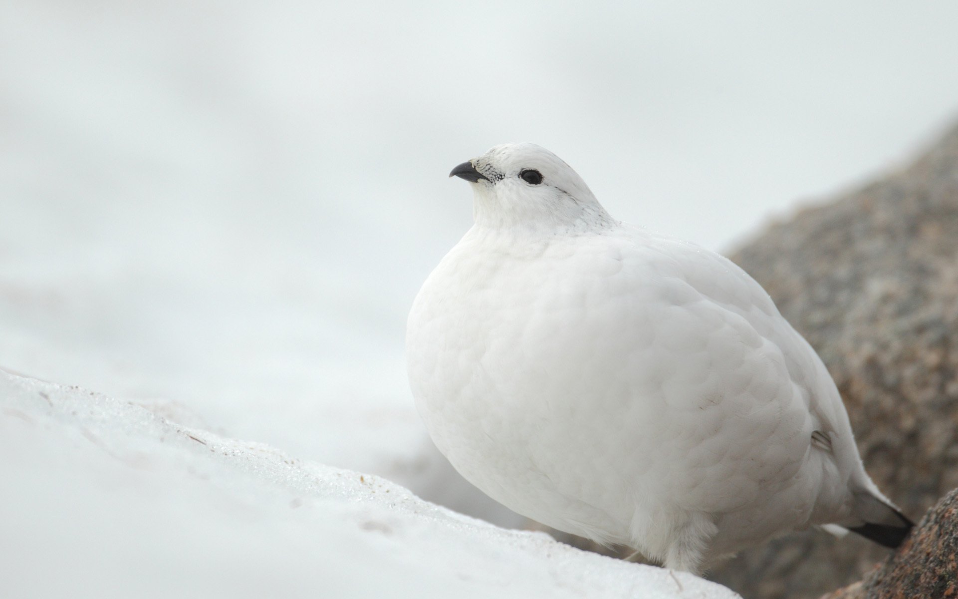 blanc perdrix oiseau neige