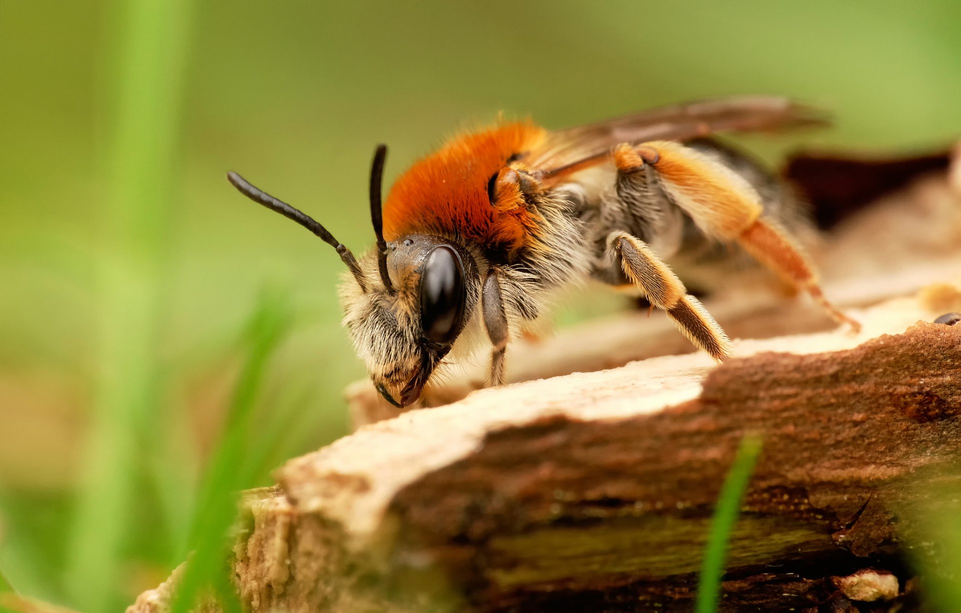 abeja macro árbol hierba