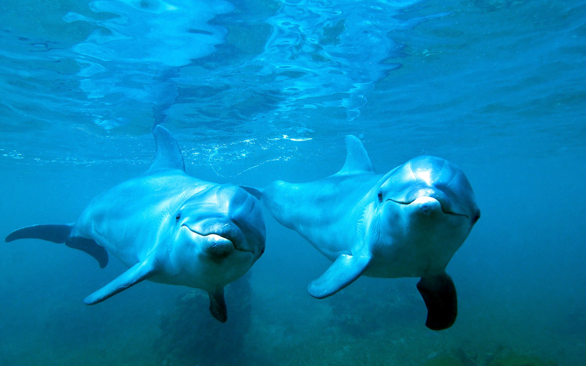 dolphins water sea the pair