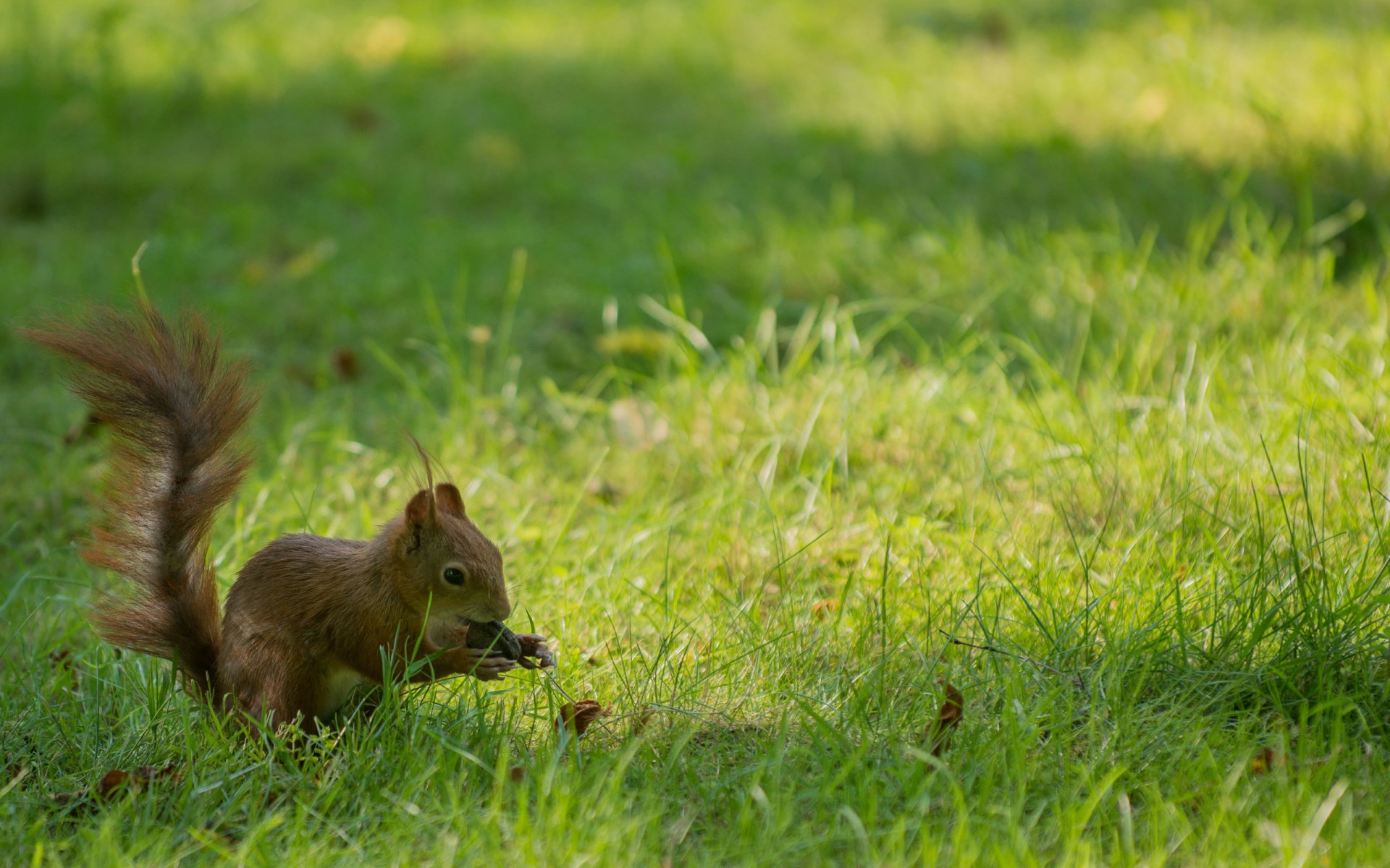 protein walnut grass rodent nut background wallpaper widescreen full screen hd wallpapers fullscreen