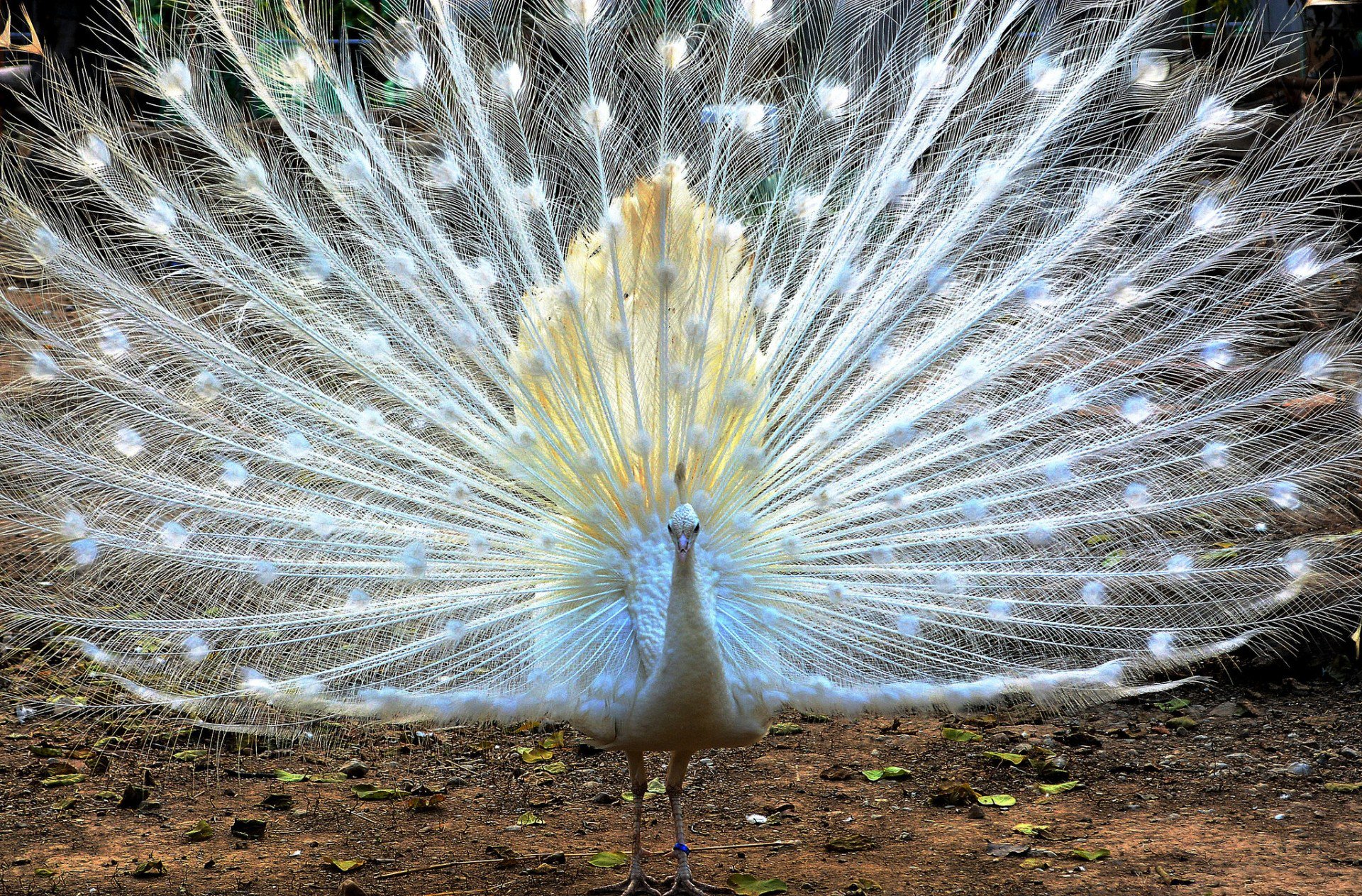 oiseau blanc paon queue plumes ventilateur